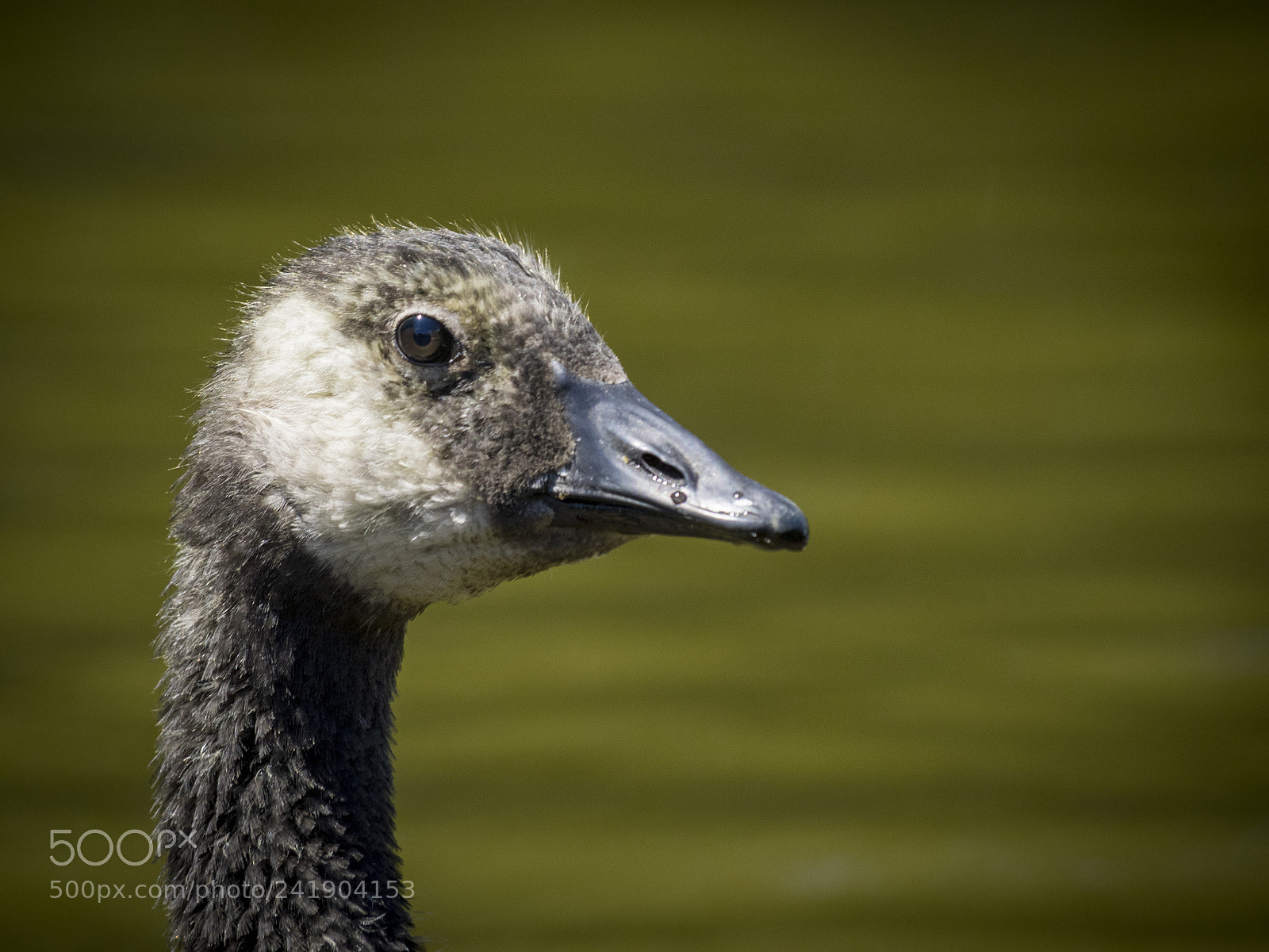 Olympus OM-D E-M1 sample photo. Wildlife in nature photography