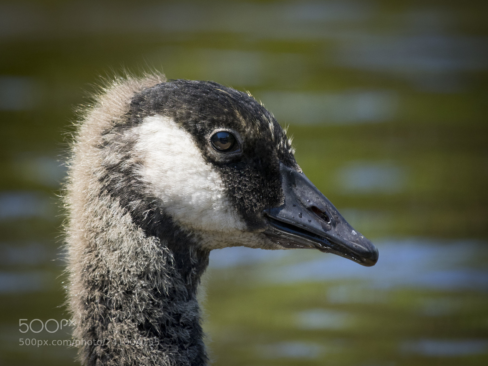 Olympus OM-D E-M1 sample photo. Wildlife in nature photography