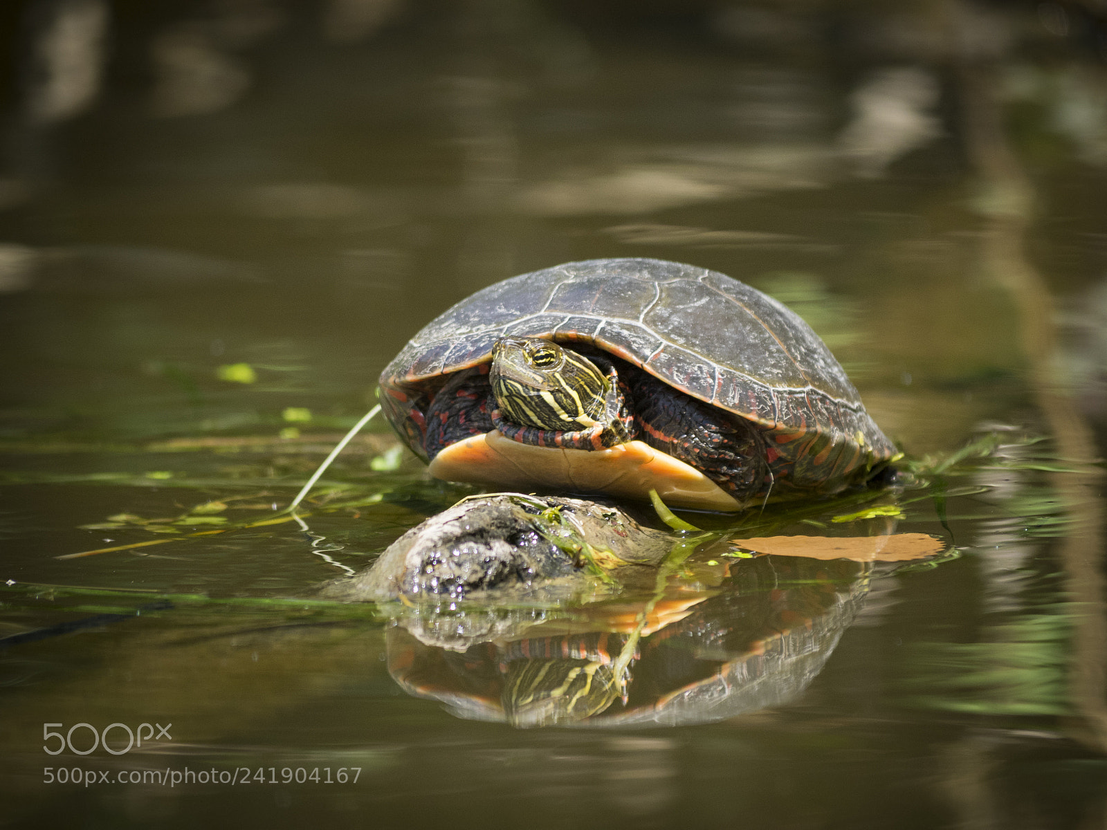 Olympus OM-D E-M1 sample photo. Wildlife in nature photography