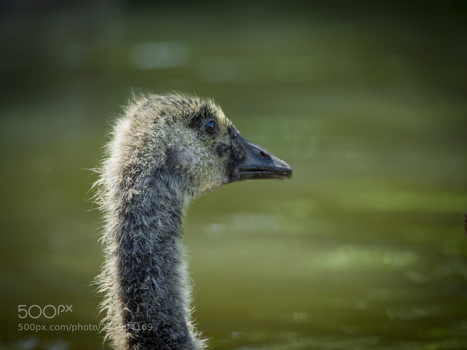 Olympus OM-D E-M1 sample photo. Wildlife in nature photography