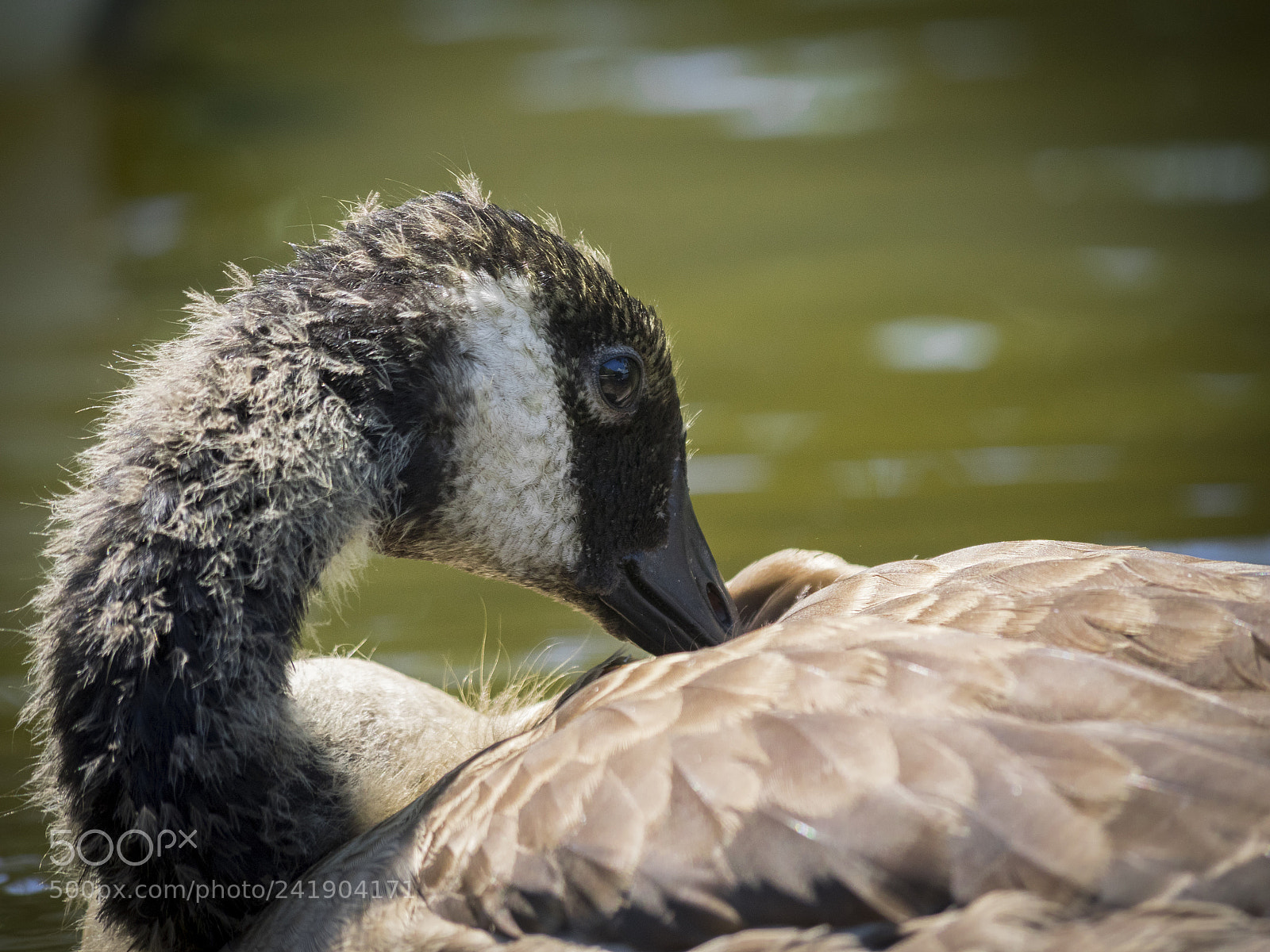 Olympus OM-D E-M1 sample photo. Wildlife in nature photography
