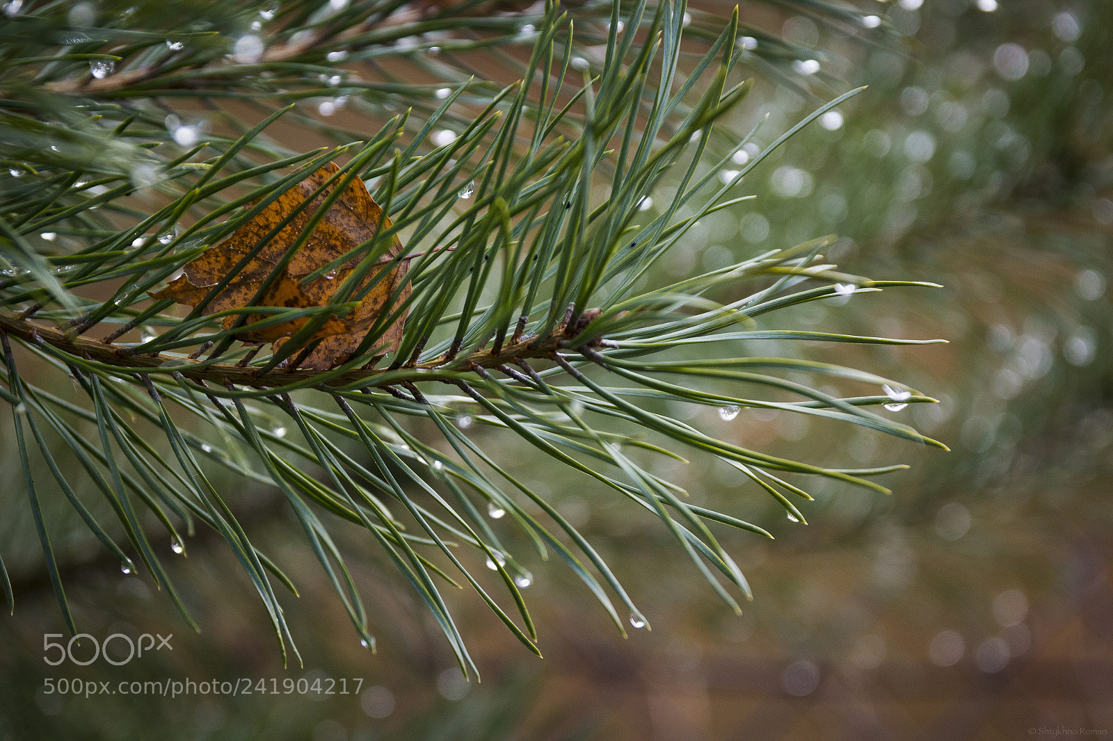 Canon EOS 60D sample photo. Leaf photography