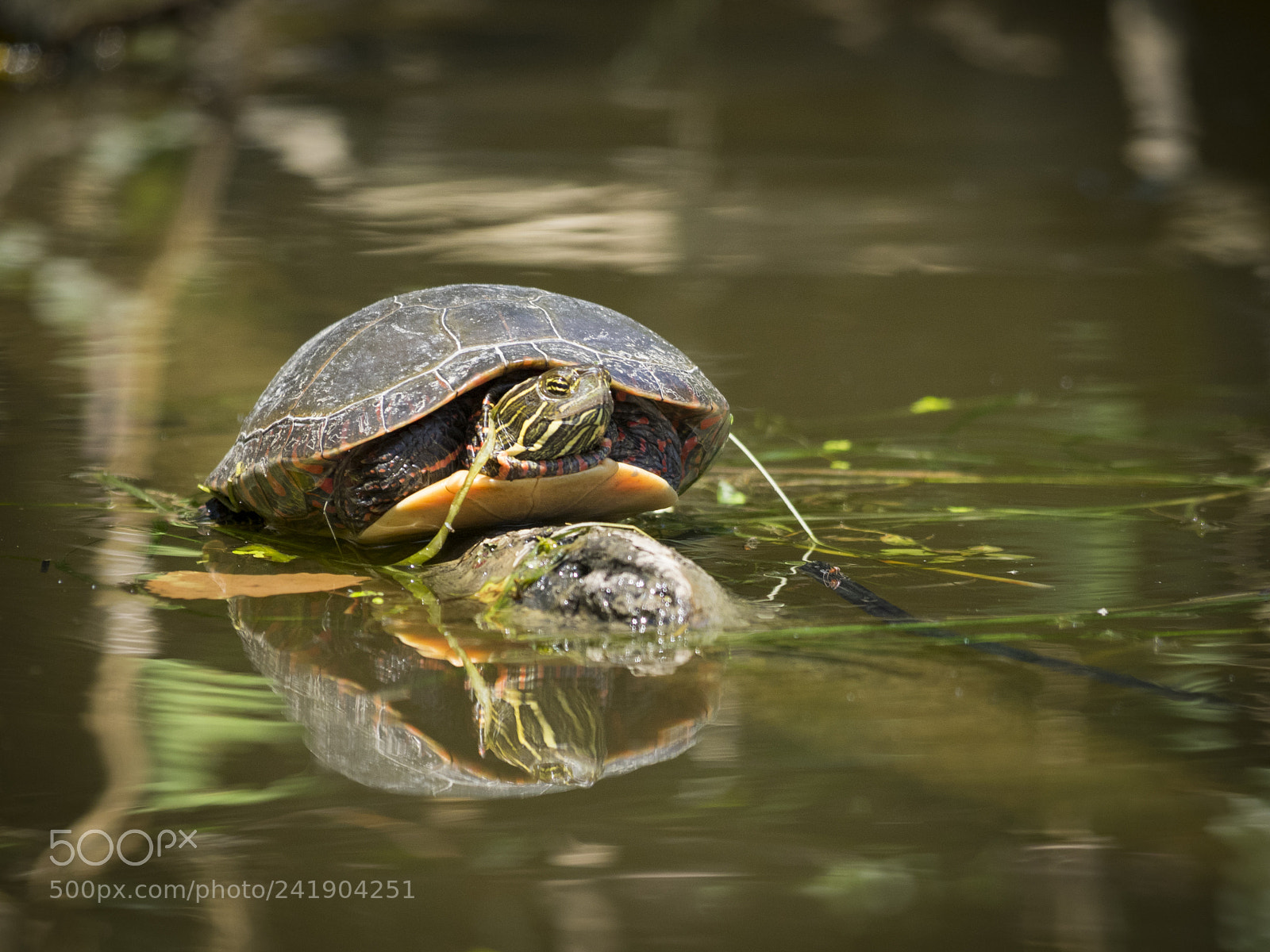 Olympus OM-D E-M1 sample photo. Wildlife in nature photography