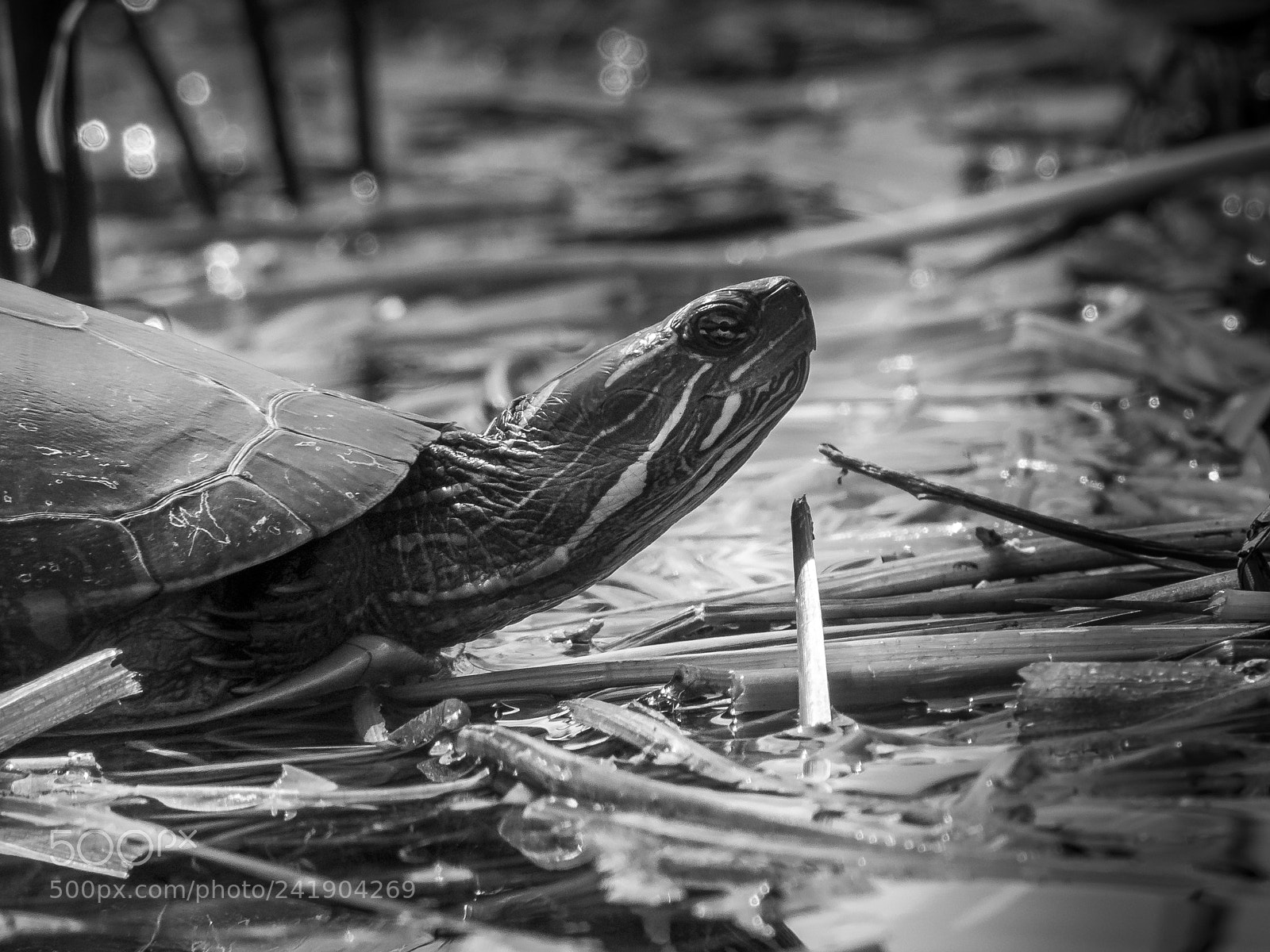 Olympus OM-D E-M1 sample photo. Wildlife in nature photography