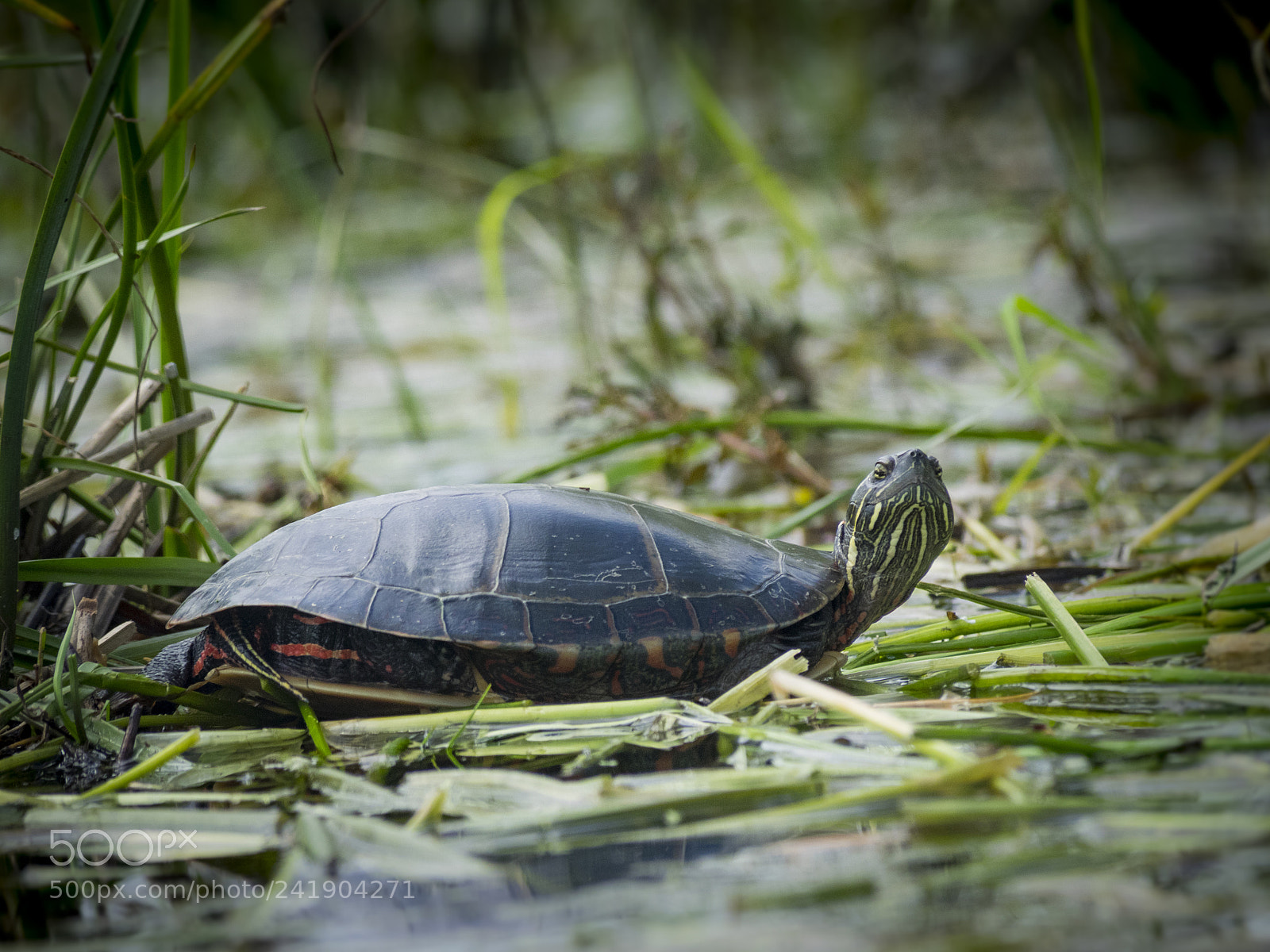 Olympus OM-D E-M1 sample photo. Wildlife in nature photography