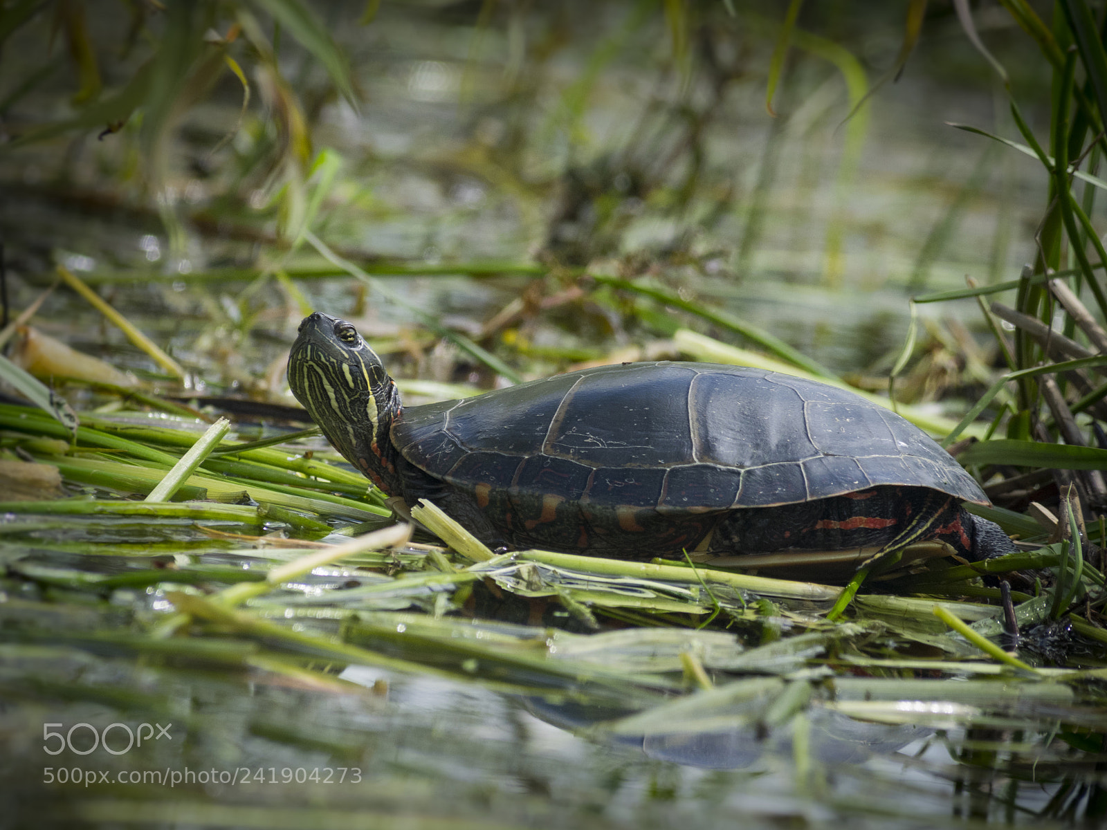 Olympus OM-D E-M1 sample photo. Wildlife in nature photography