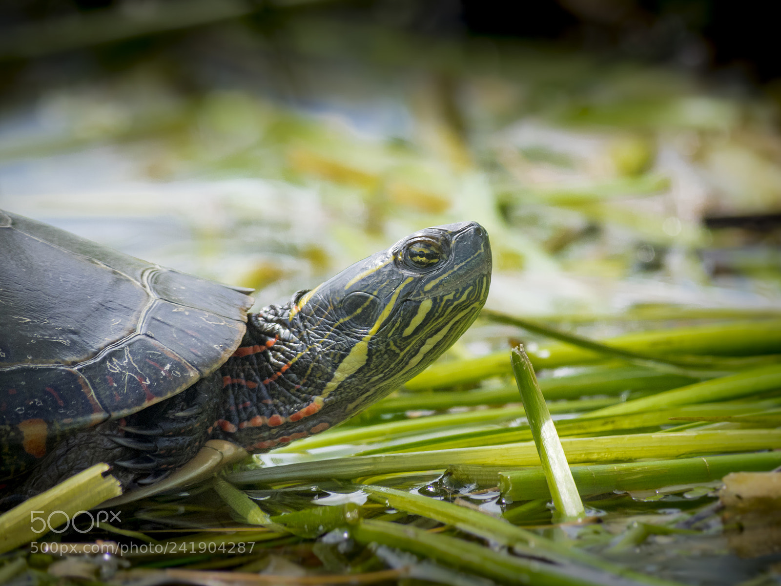 Olympus OM-D E-M1 sample photo. Wildlife in nature photography