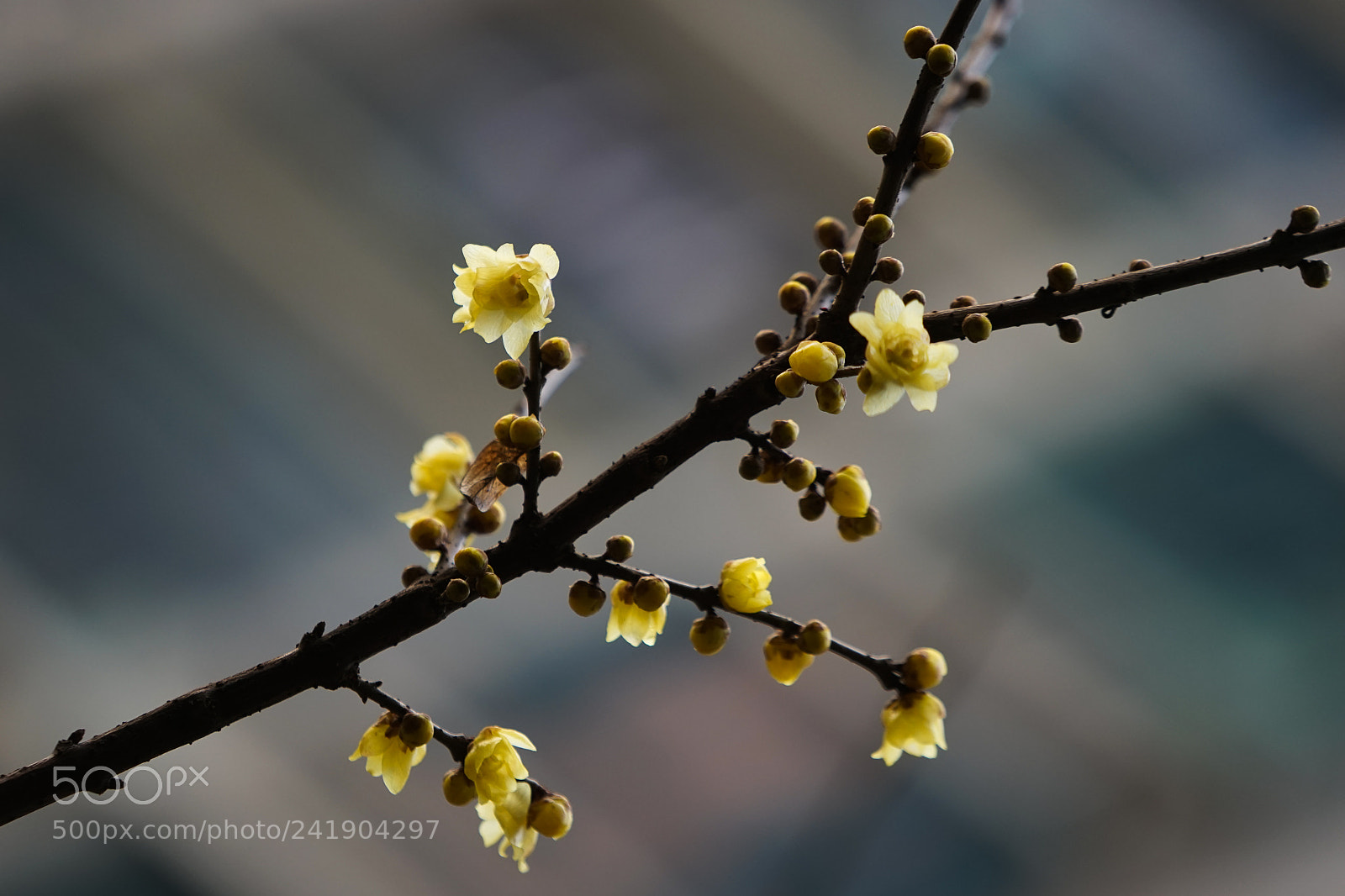 Sony a7 sample photo. Winter sweet #1 photography