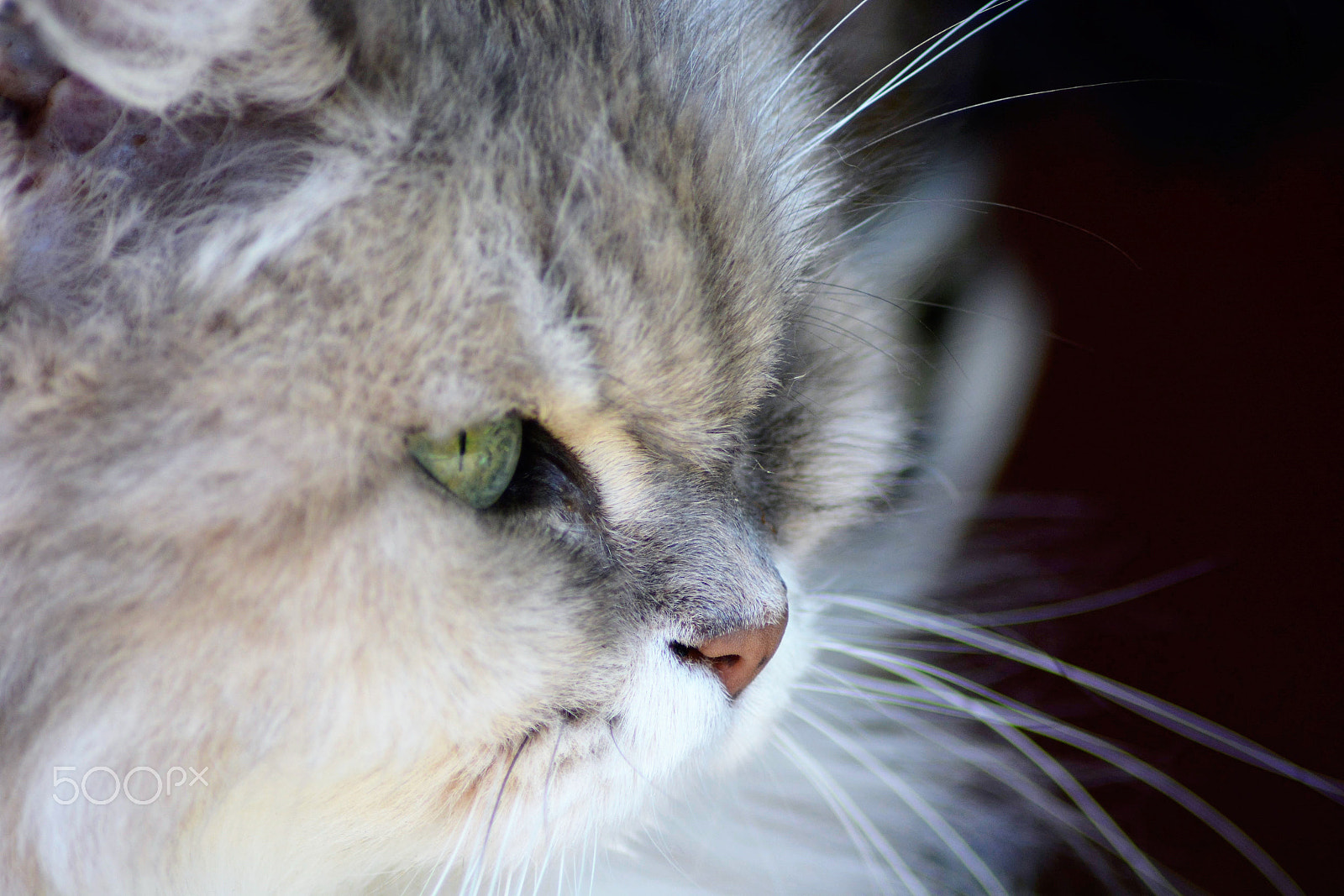 Nikon AF Nikkor 70-300mm F4-5.6G sample photo. The look photography