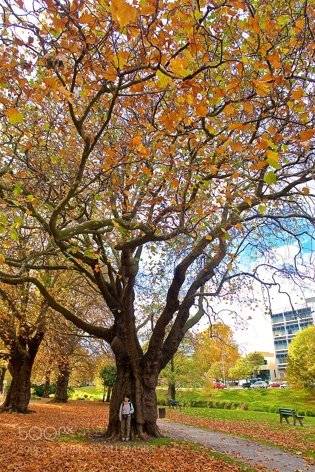 Sony DSC-R1 sample photo. Christ church nz photography