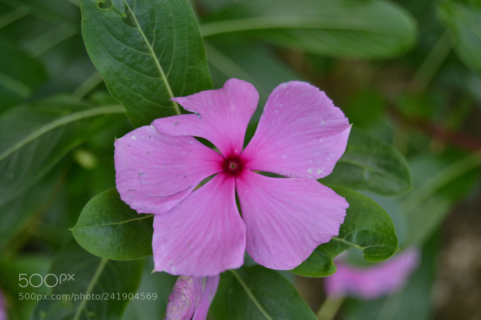 Nikon D3100 sample photo. Untitled photography