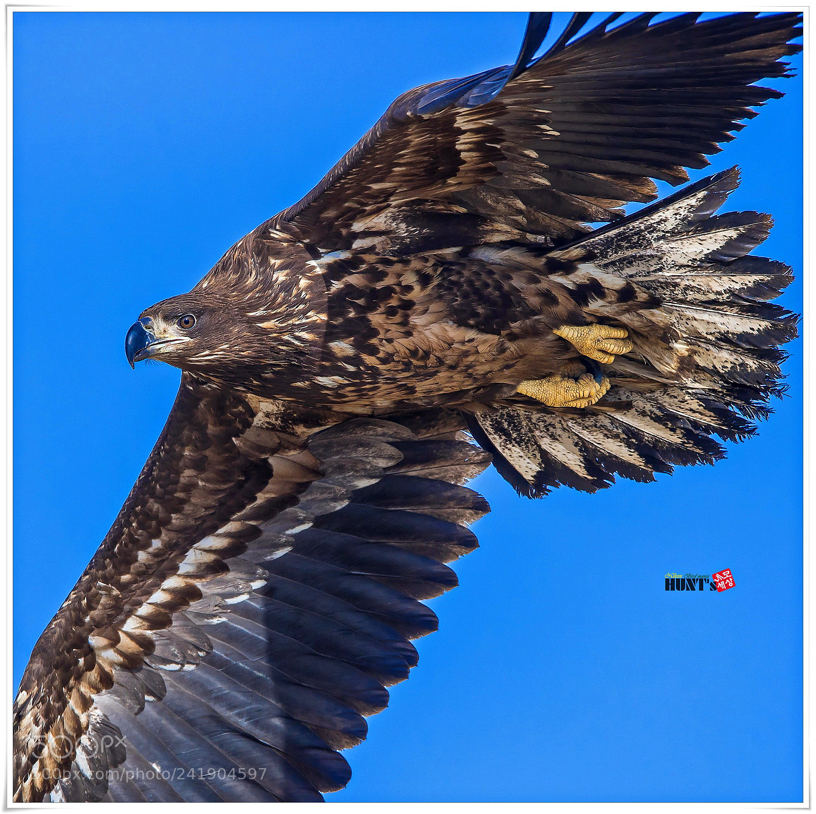 Nikon D5 sample photo. White-tailed sea eagle photography