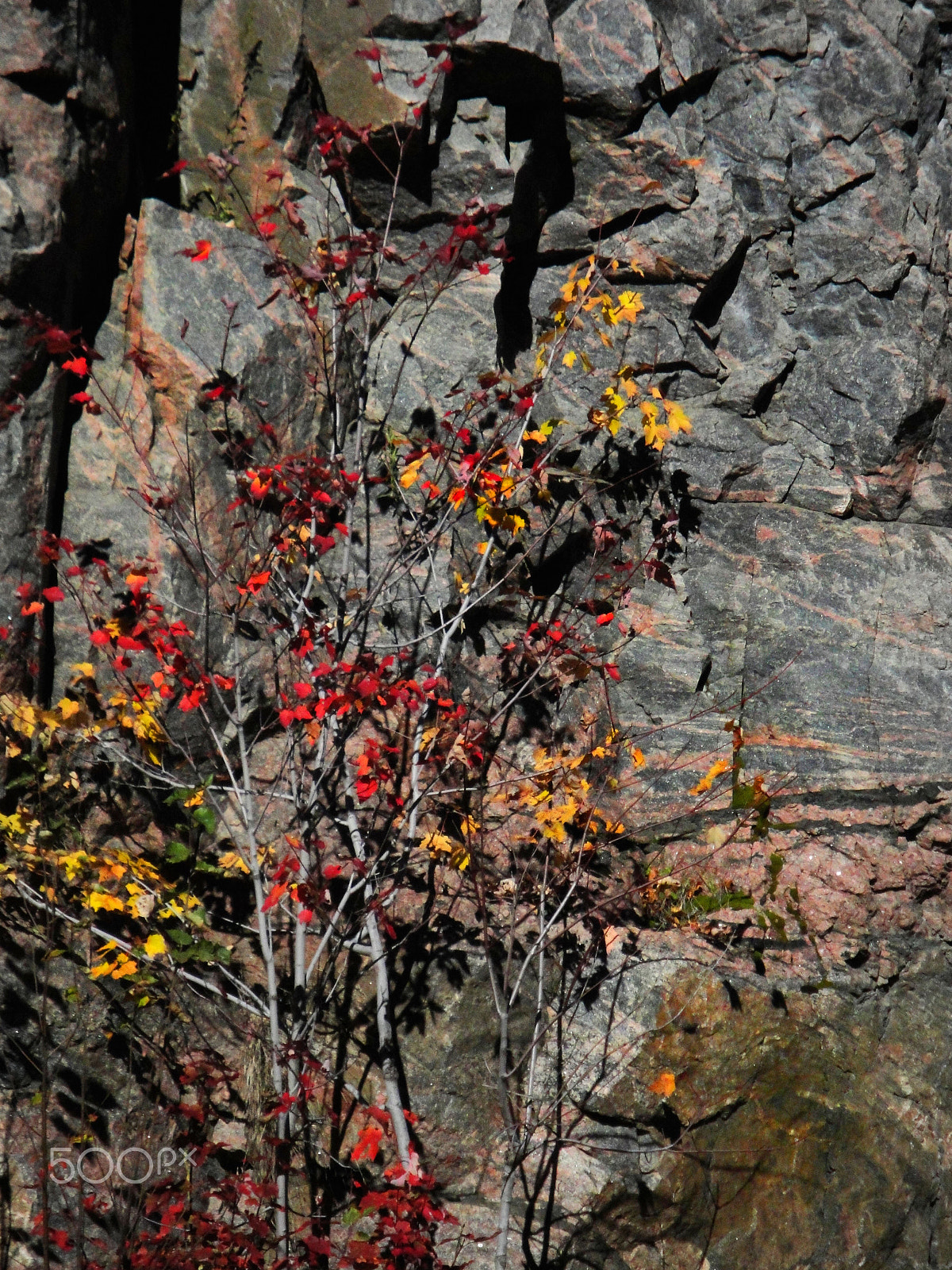 Sony DSC-W270 sample photo. Near algonquin park 4 photography