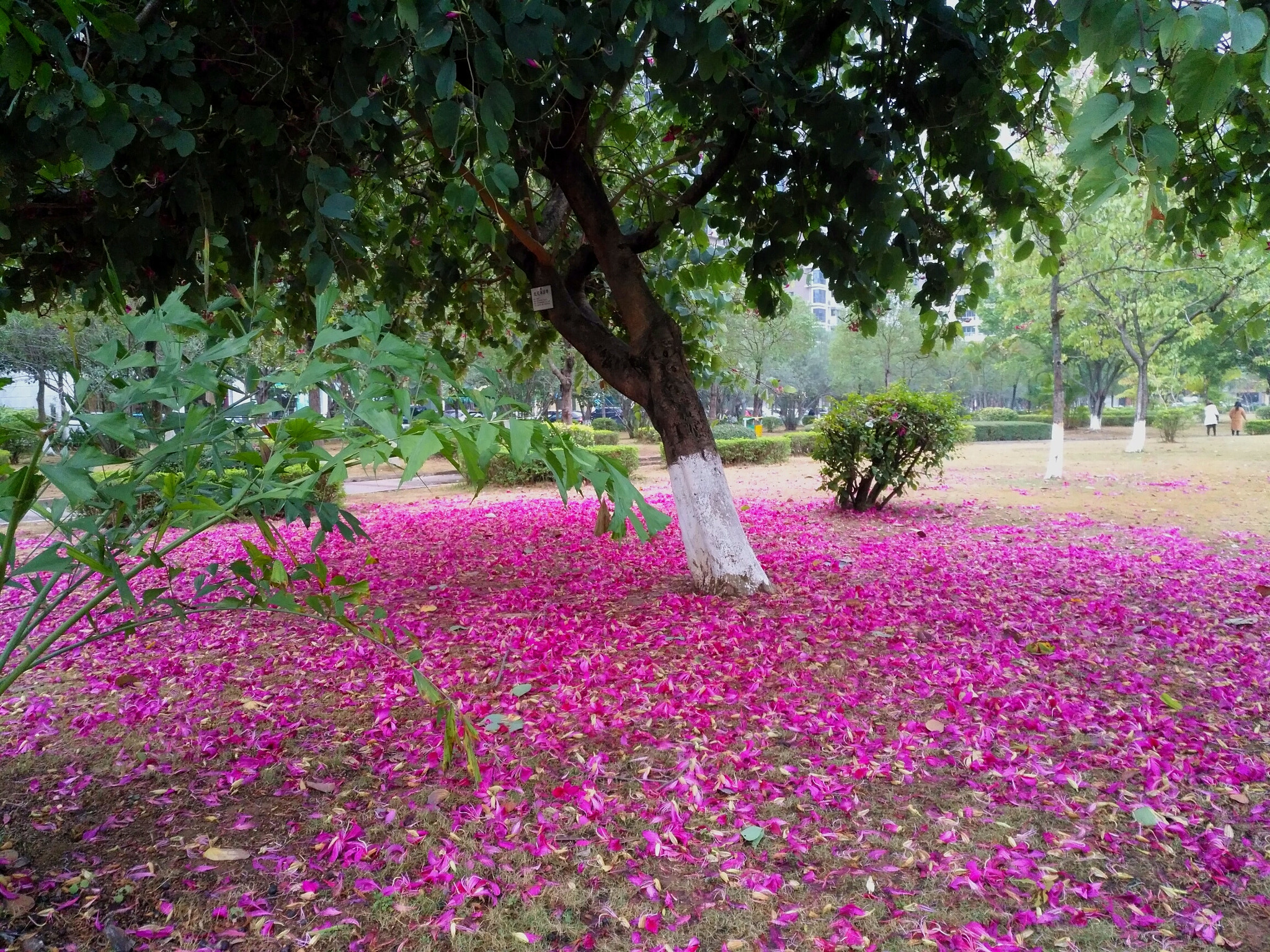 HUAWEI MLA-AL10 sample photo