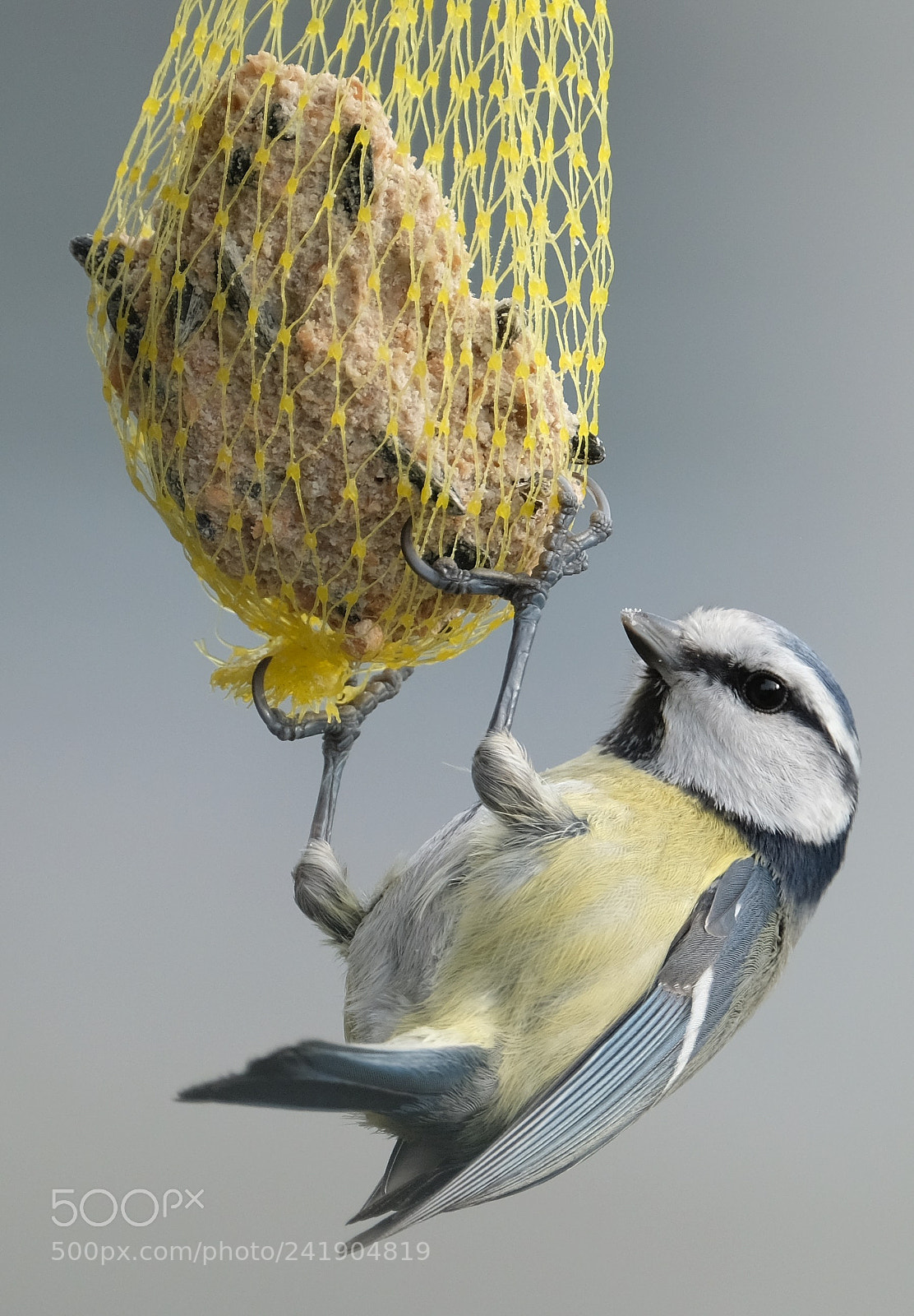 Fujifilm X-T2 sample photo. Another blue tit photography