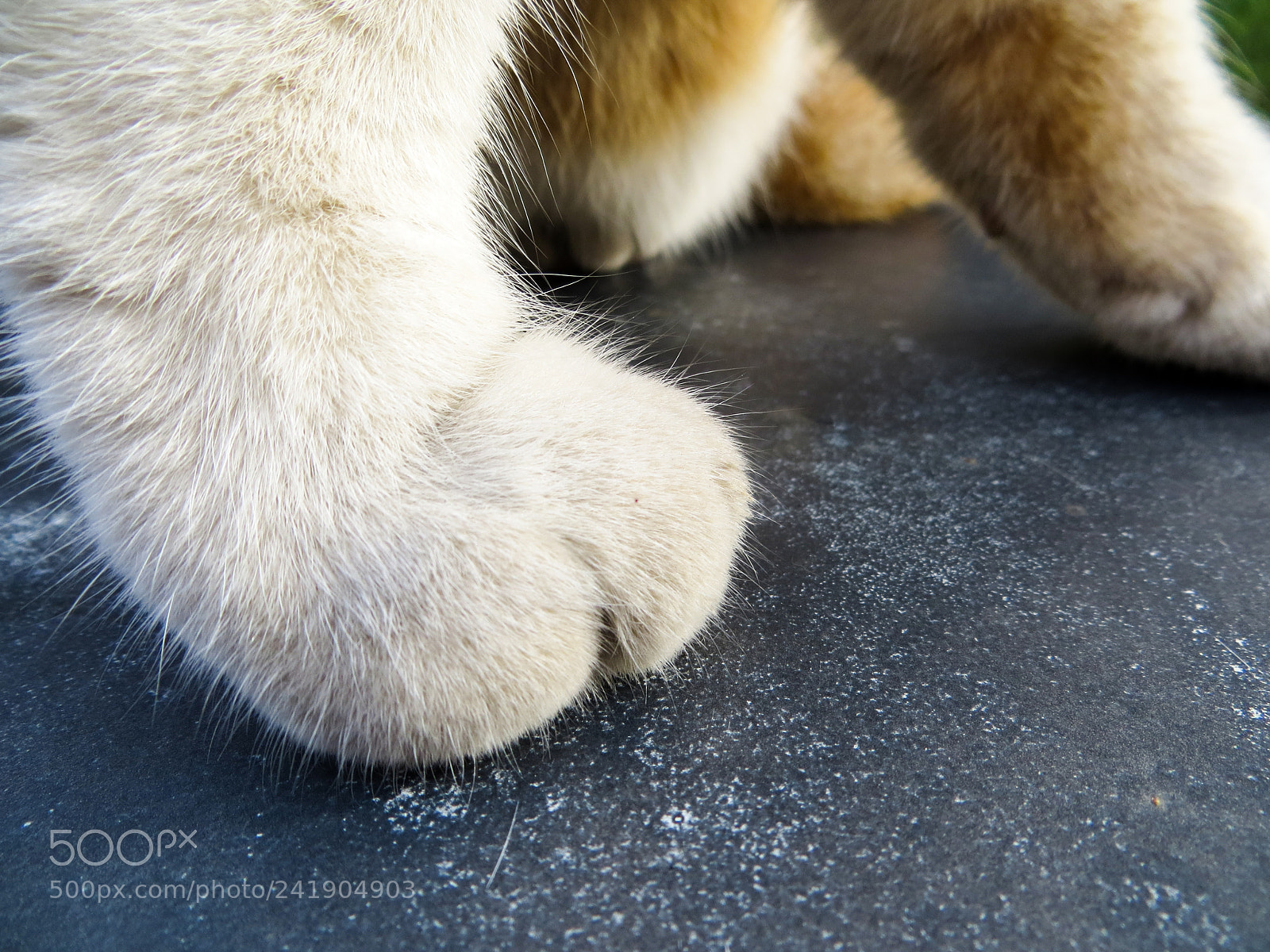Canon PowerShot SX240 HS sample photo. Cats paws bokeh photography