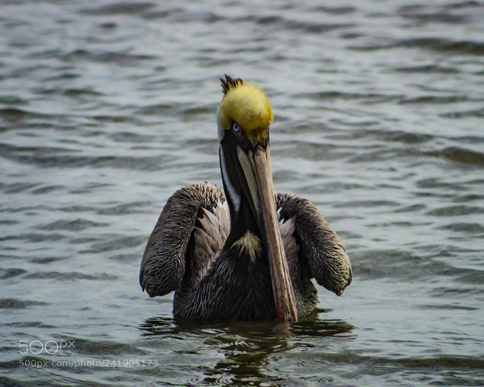 Nikon D100 sample photo. Male brown photography