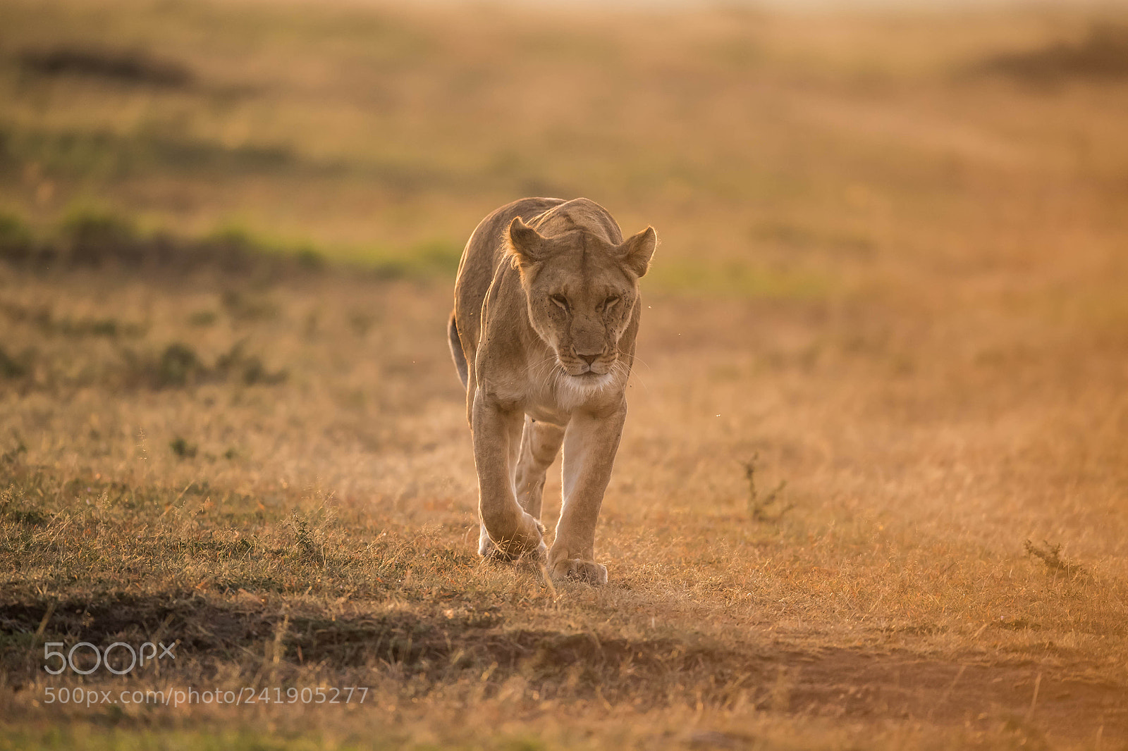 Nikon D5 sample photo. Lioness photography