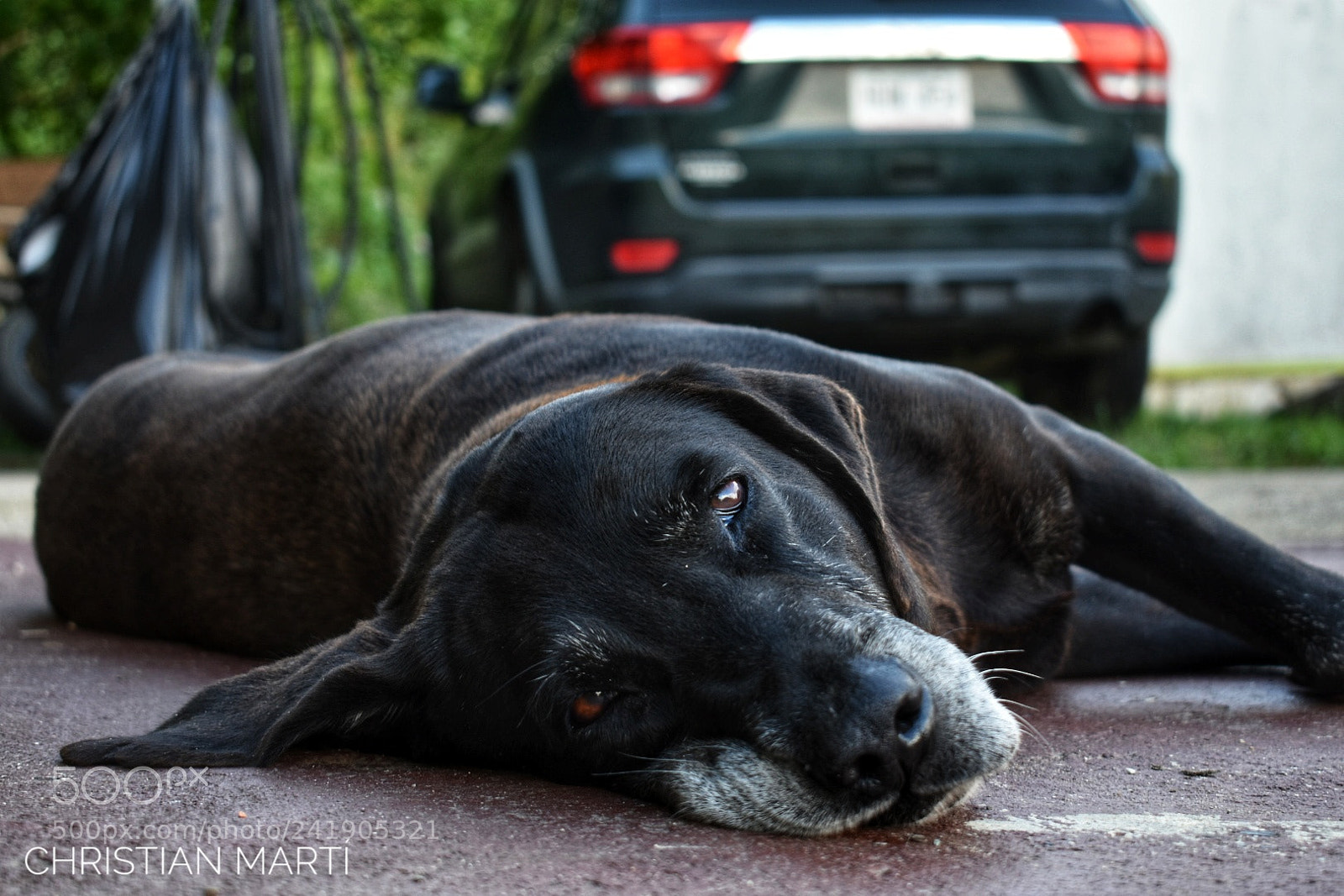 Nikon D3400 sample photo. Cayuco the labrador photography
