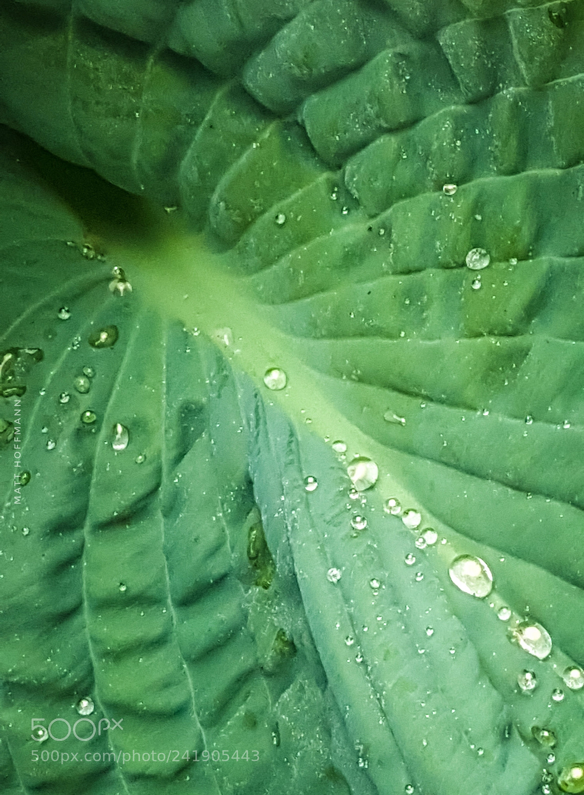 Samsung Galaxy Note5 sample photo. Morning rain photography