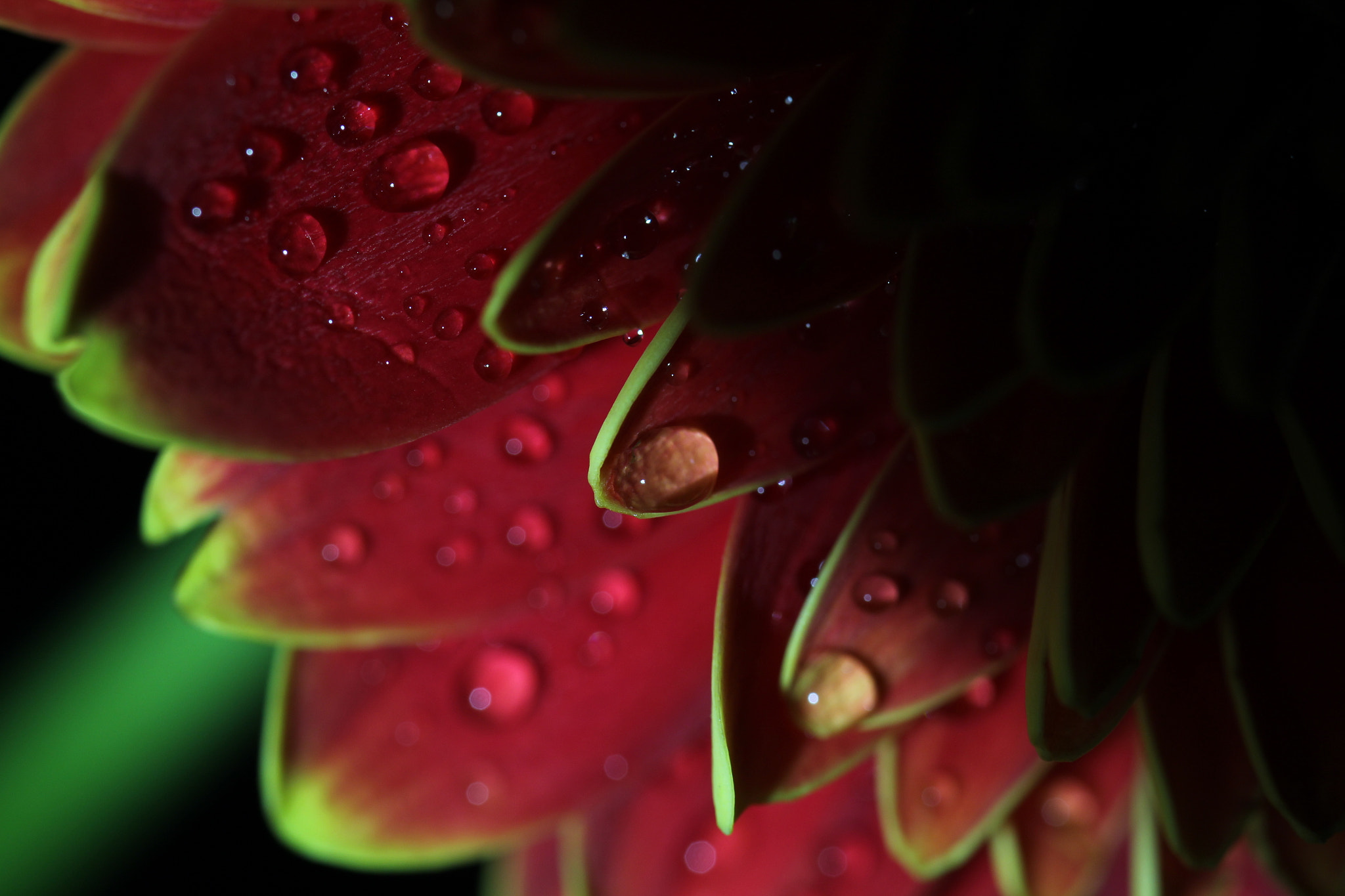 Canon EF-S 35mm F2.8 Macro IS STM sample photo. Detail of a flower||2.0 photography