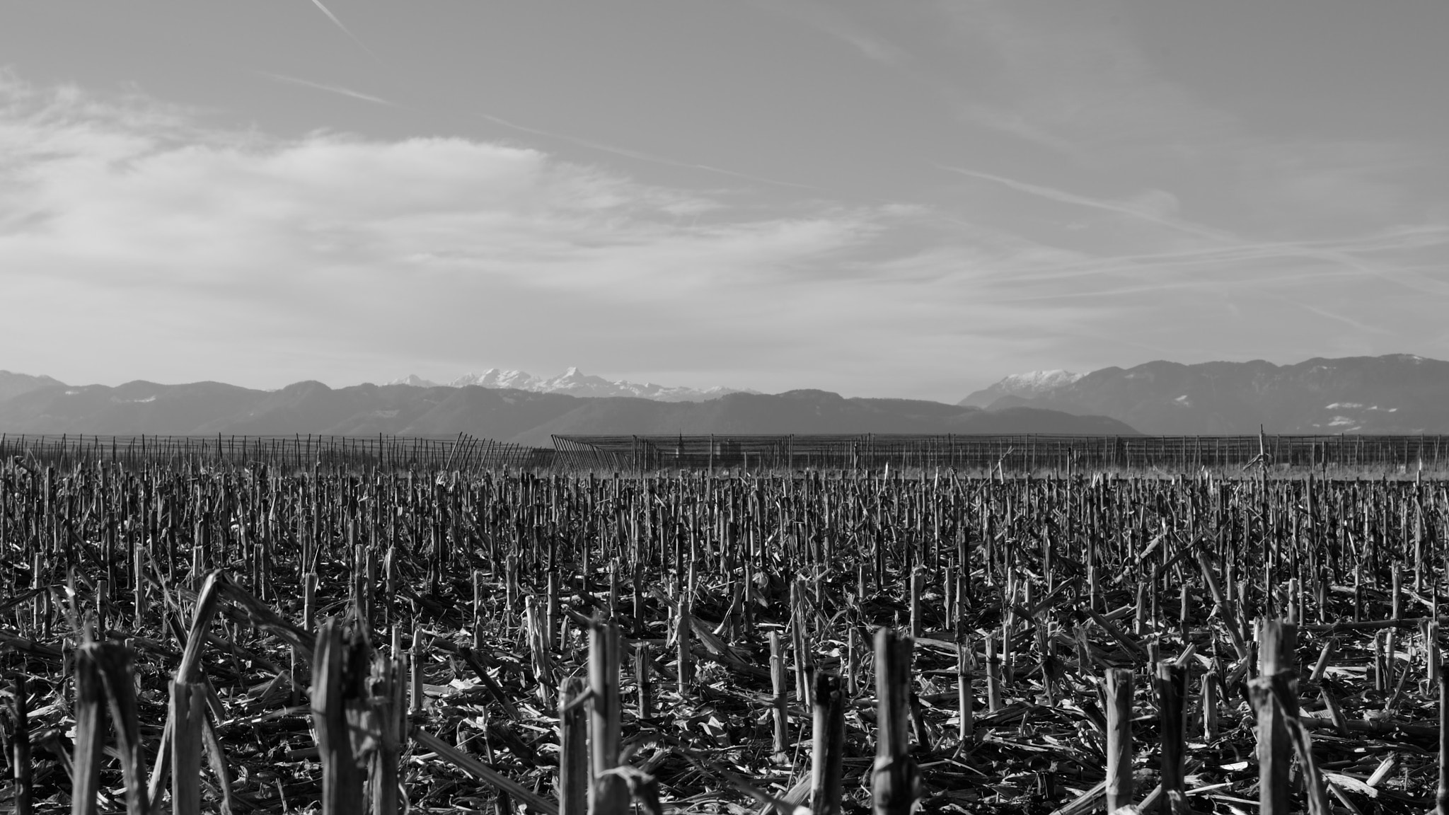 Nikon Df + Nikon AF-S Nikkor 50mm F1.8G sample photo. Ex#corn photography