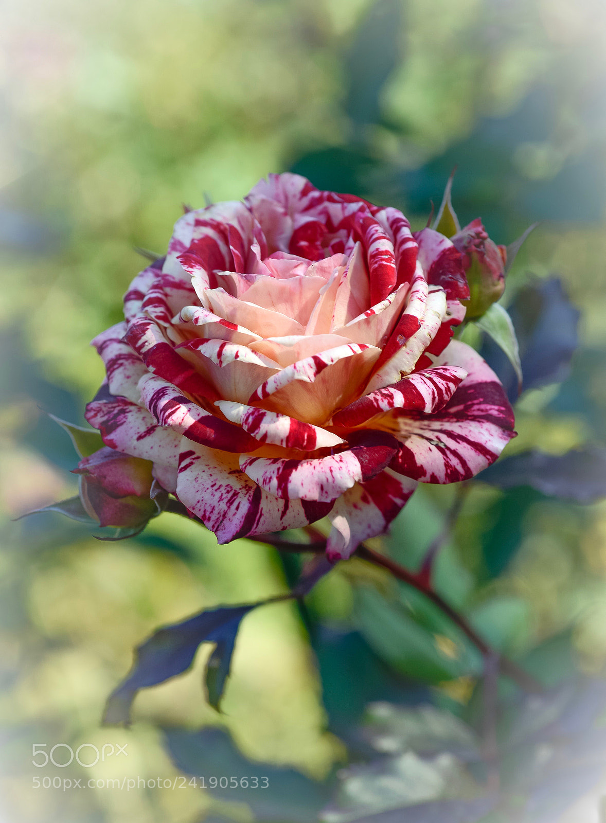 Nikon D800E sample photo. Untitled photography