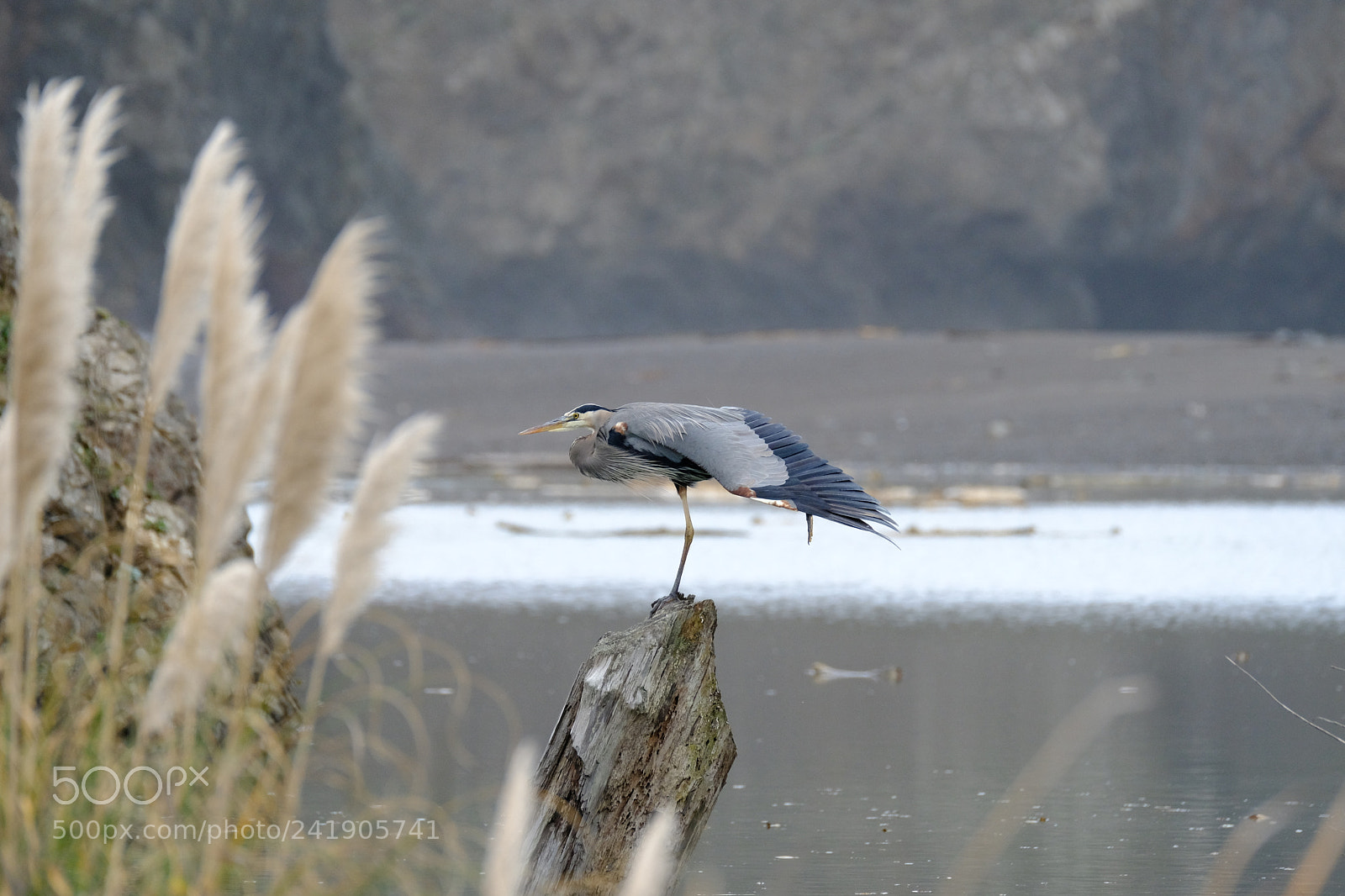 Fujifilm X-Pro2 sample photo. Heron 34 photography