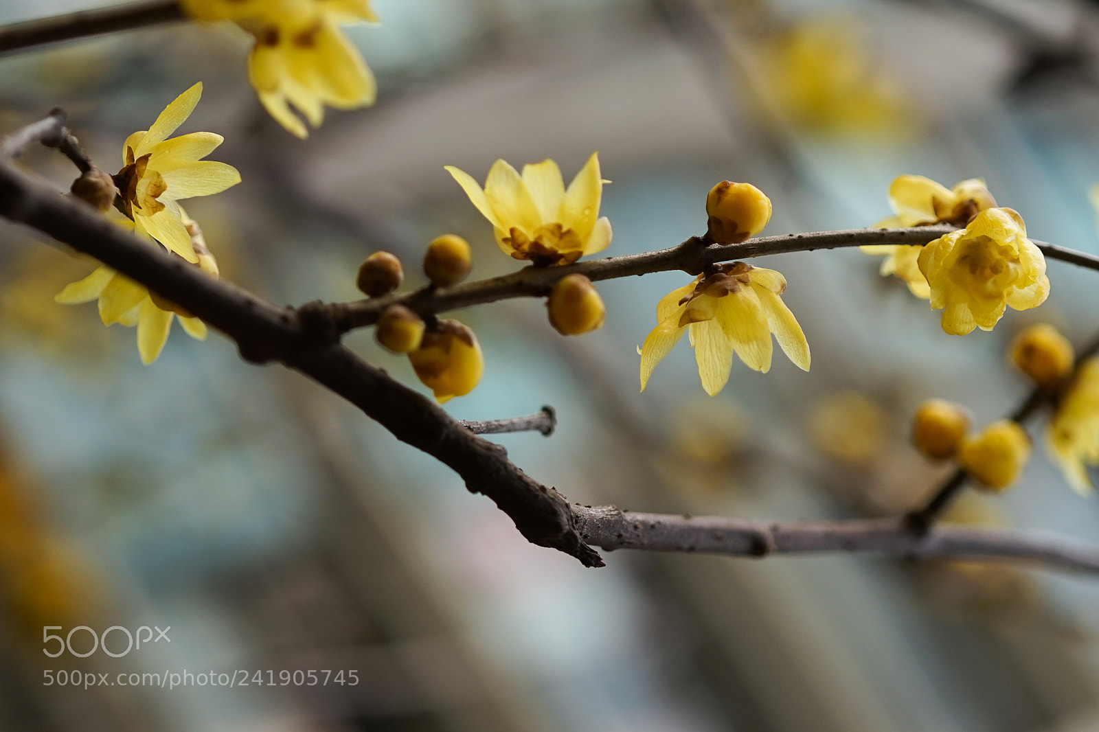 Sony a7 sample photo. Winter sweet #2 photography
