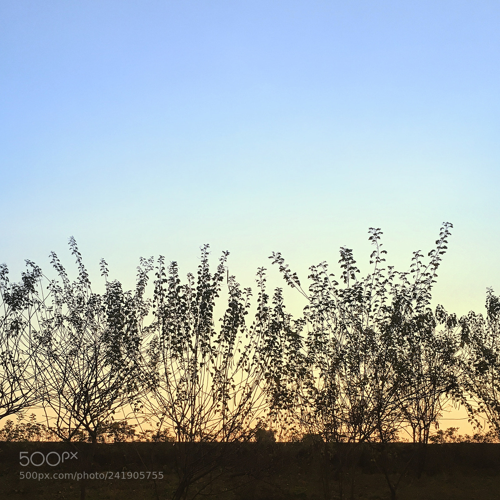 Apple iPhone 6s sample photo. Morning photography