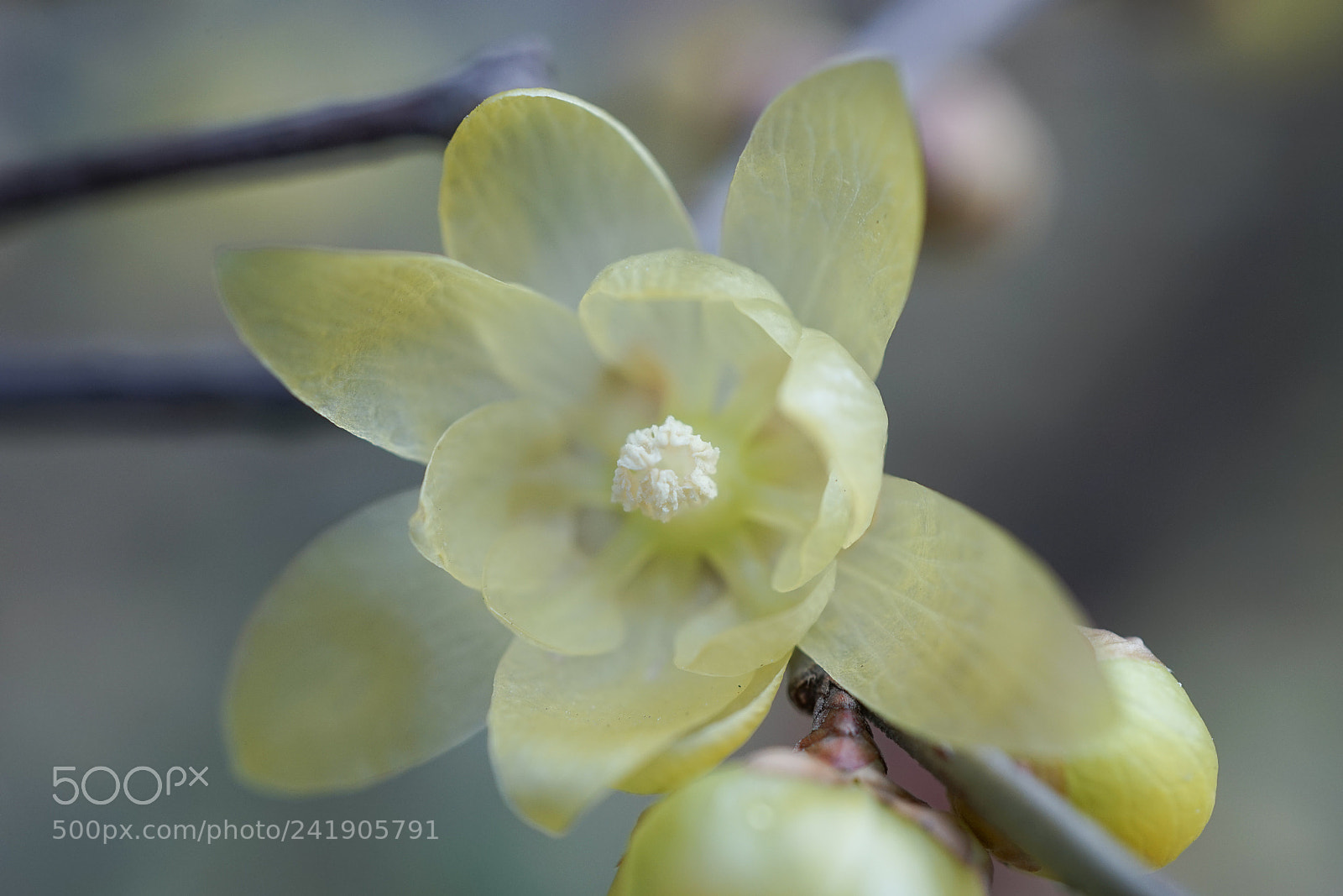 Sony a7 sample photo. Winter sweet #4 photography