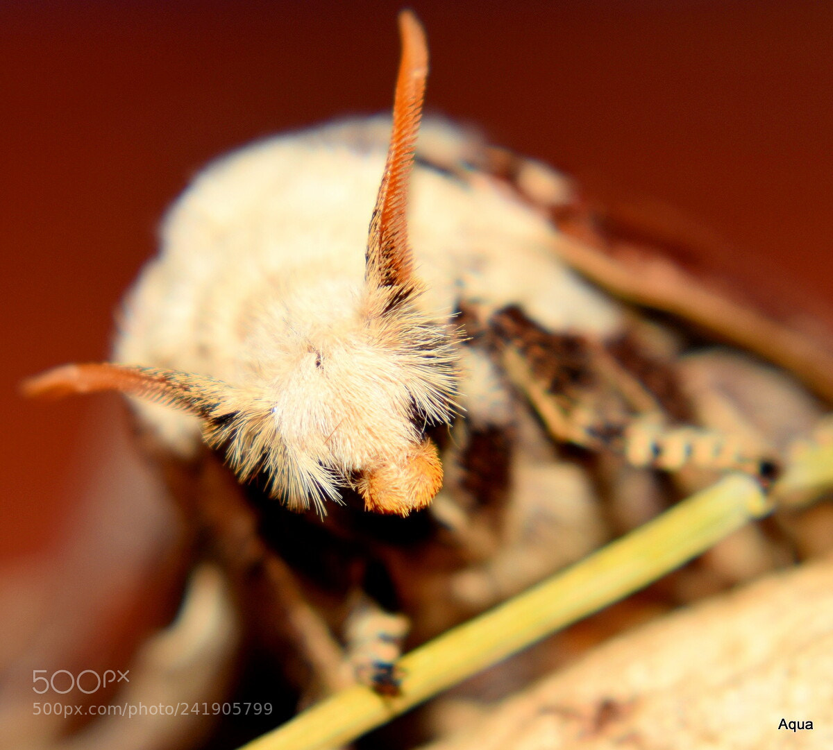 Nikon D5500 sample photo. Moth photography