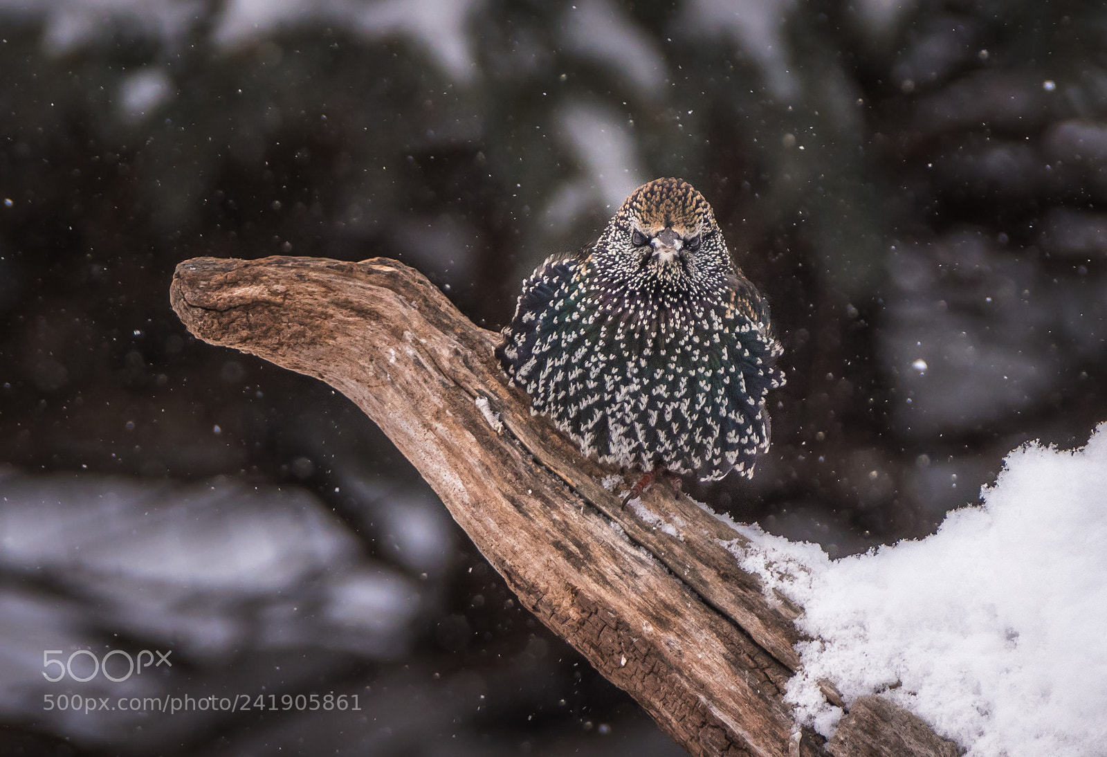 Nikon D500 sample photo. Starling in winter photography