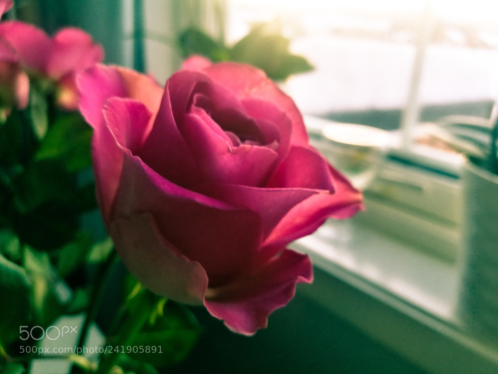 HUAWEI P9 sample photo. Rose by the window photography