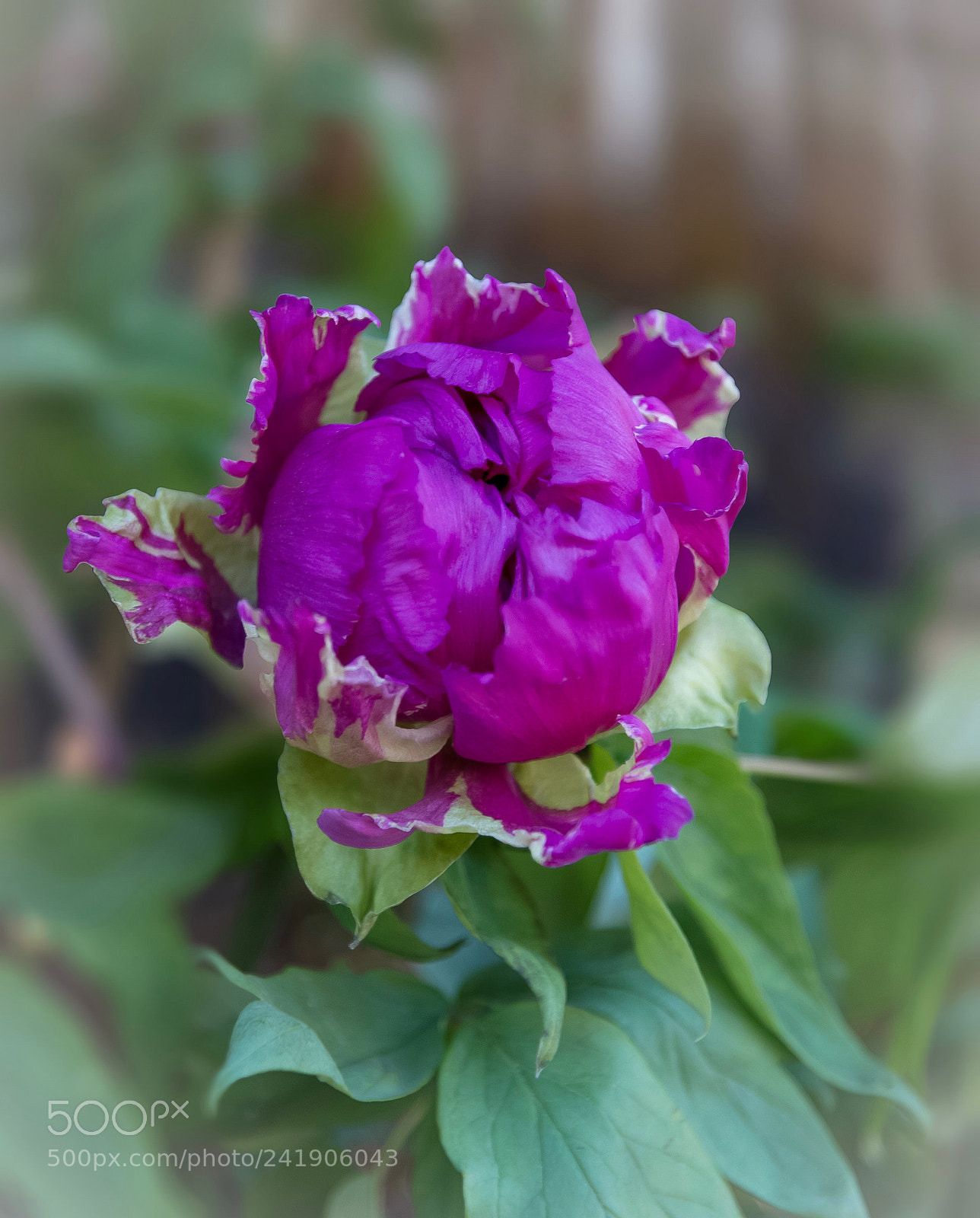 Nikon D800E sample photo. Untitled photography