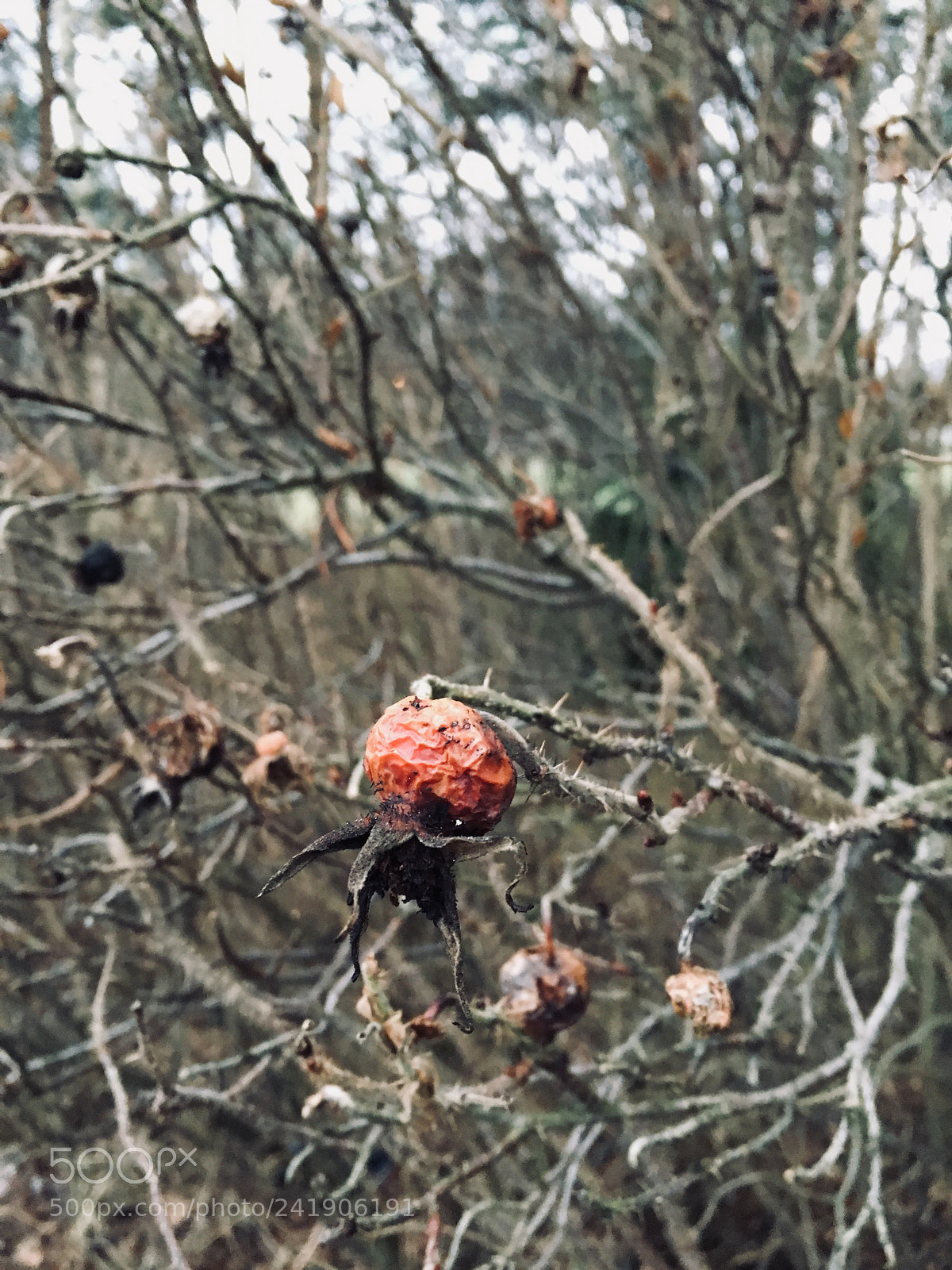 Apple iPhone 6s sample photo. Dead photography