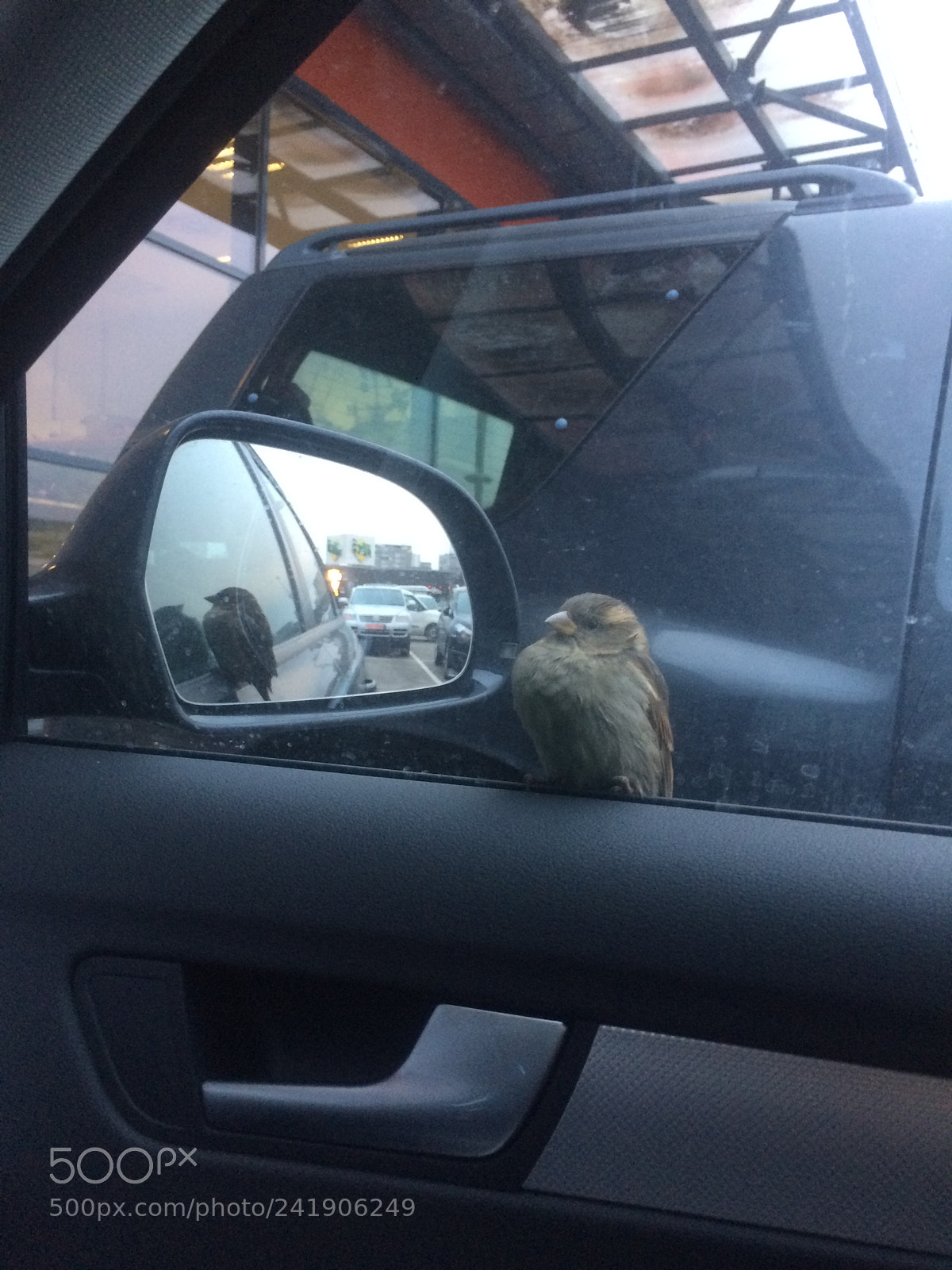 Apple iPhone 5s sample photo. Sparrow at the car photography