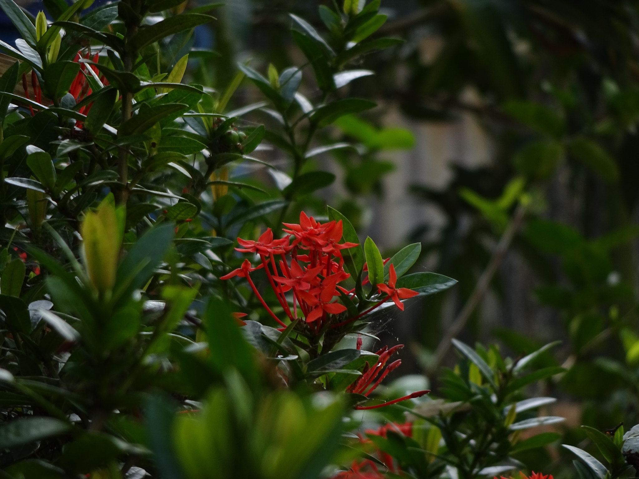 Sony Cyber-shot DSC-WX220 sample photo. Flowers photography