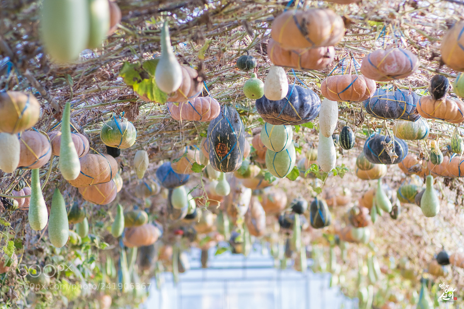 Fujifilm X-T2 sample photo. A pumpkin photography