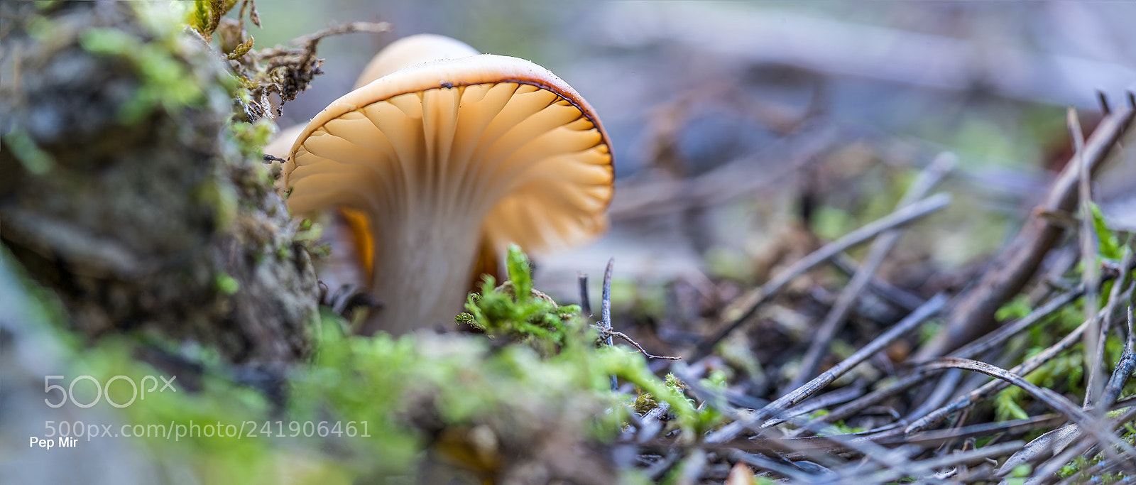 Sony a99 II sample photo. Seta photography