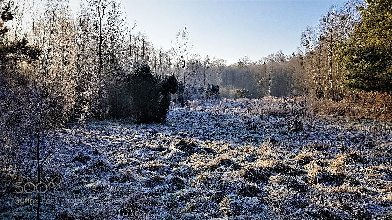 Samsung Galaxy S8+ sample photo. Kampinos forest. photography
