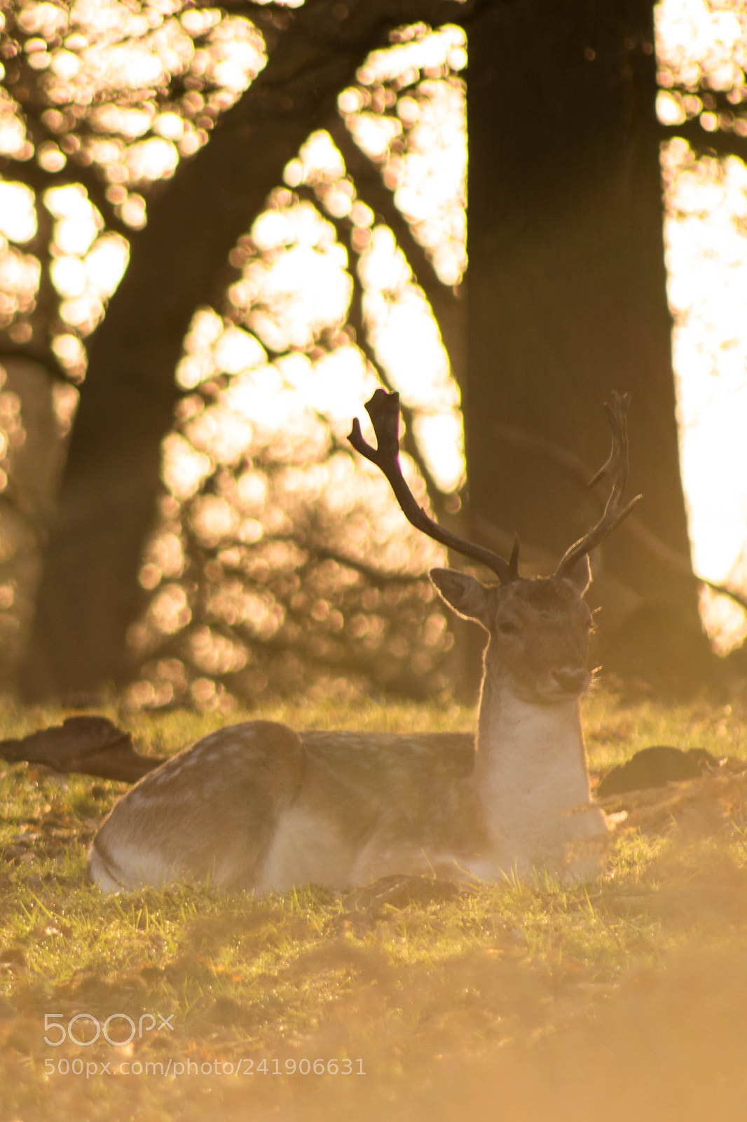 Nikon D3200 sample photo. Morning light photography