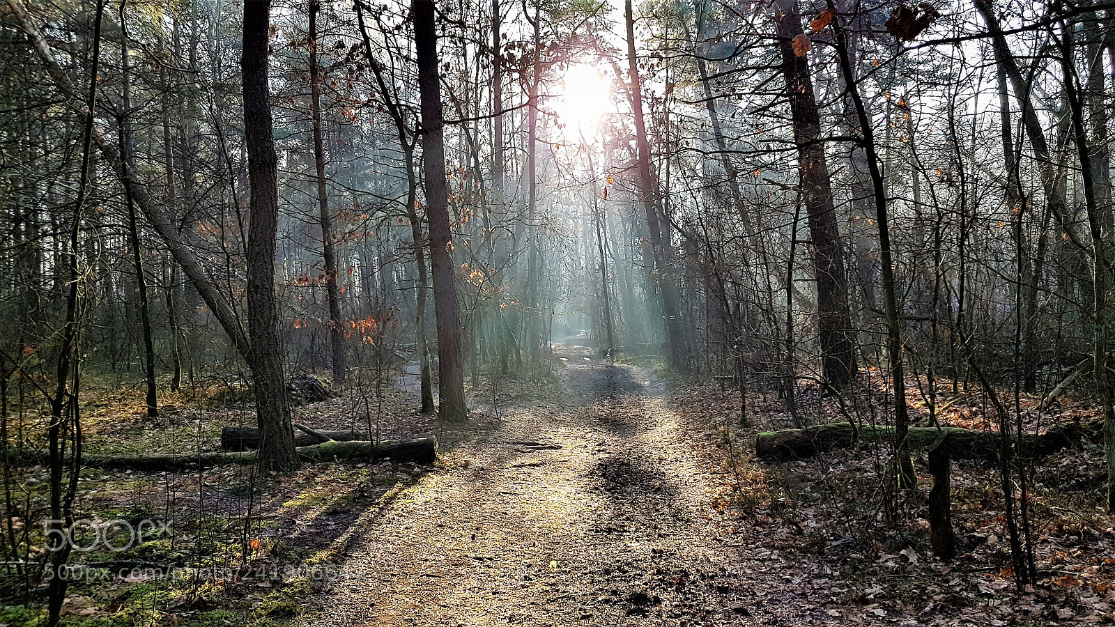 Samsung Galaxy S8+ sample photo. Kampinos forest. photography