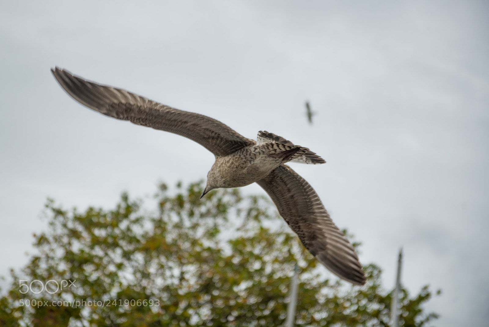 Nikon D600 sample photo. Irish seagull photography