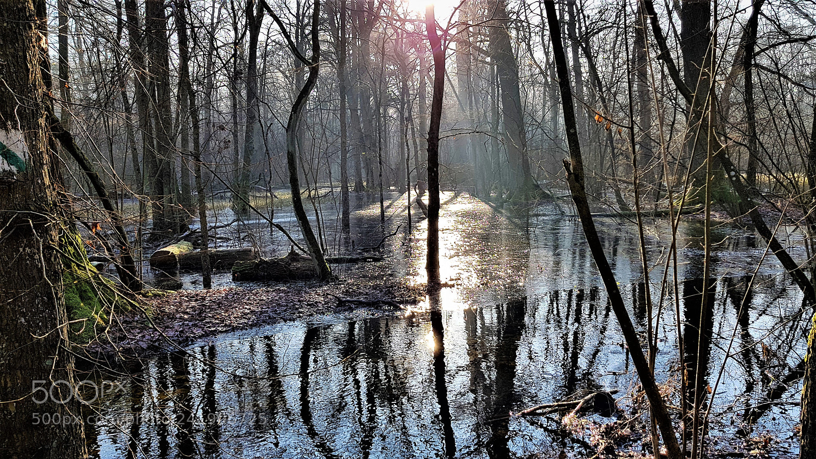 Samsung Galaxy S8+ sample photo. Kampinos forest. photography