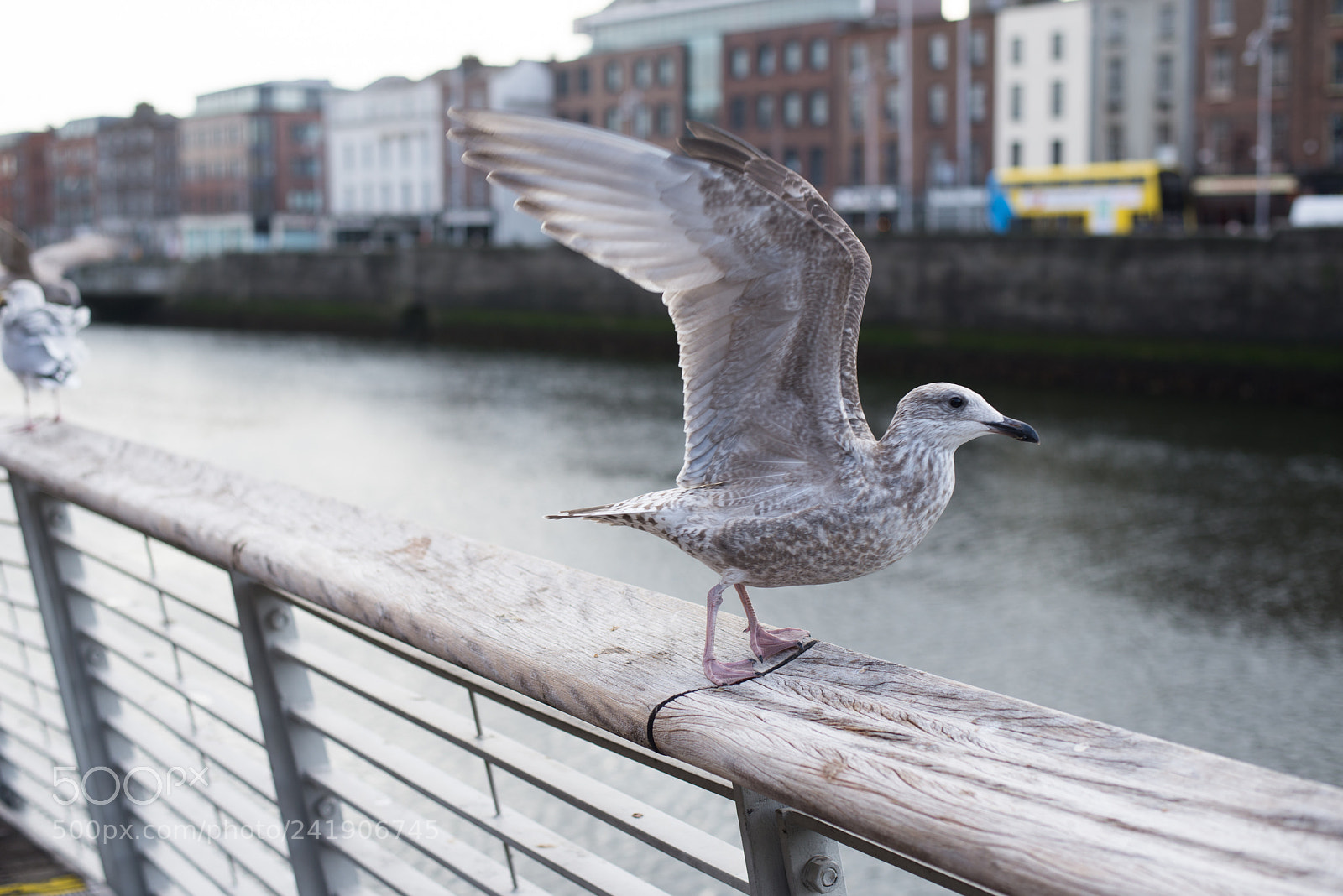 Nikon D600 sample photo. Irish seagull ii photography