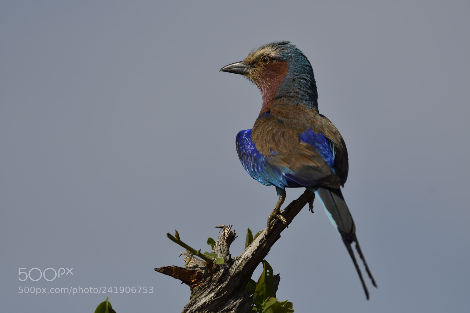 Nikon D500 sample photo. Coracias caudatus photography