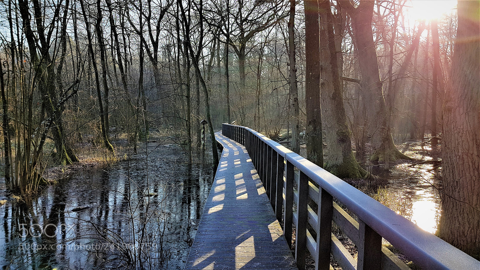 Samsung Galaxy S8+ sample photo. Kampinos forest. photography