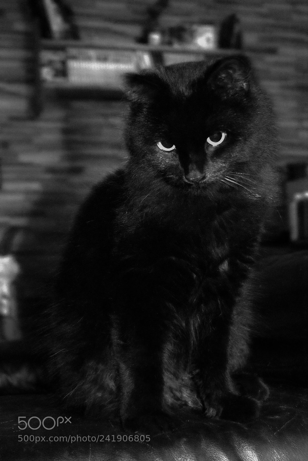 Sony Alpha DSLR-A200 sample photo. Untitled photography