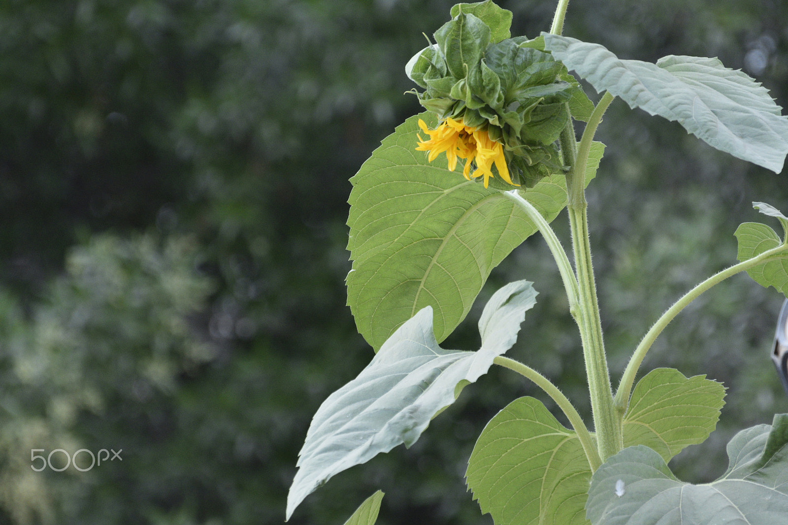 Nikon D3400 sample photo. Sunflower photography